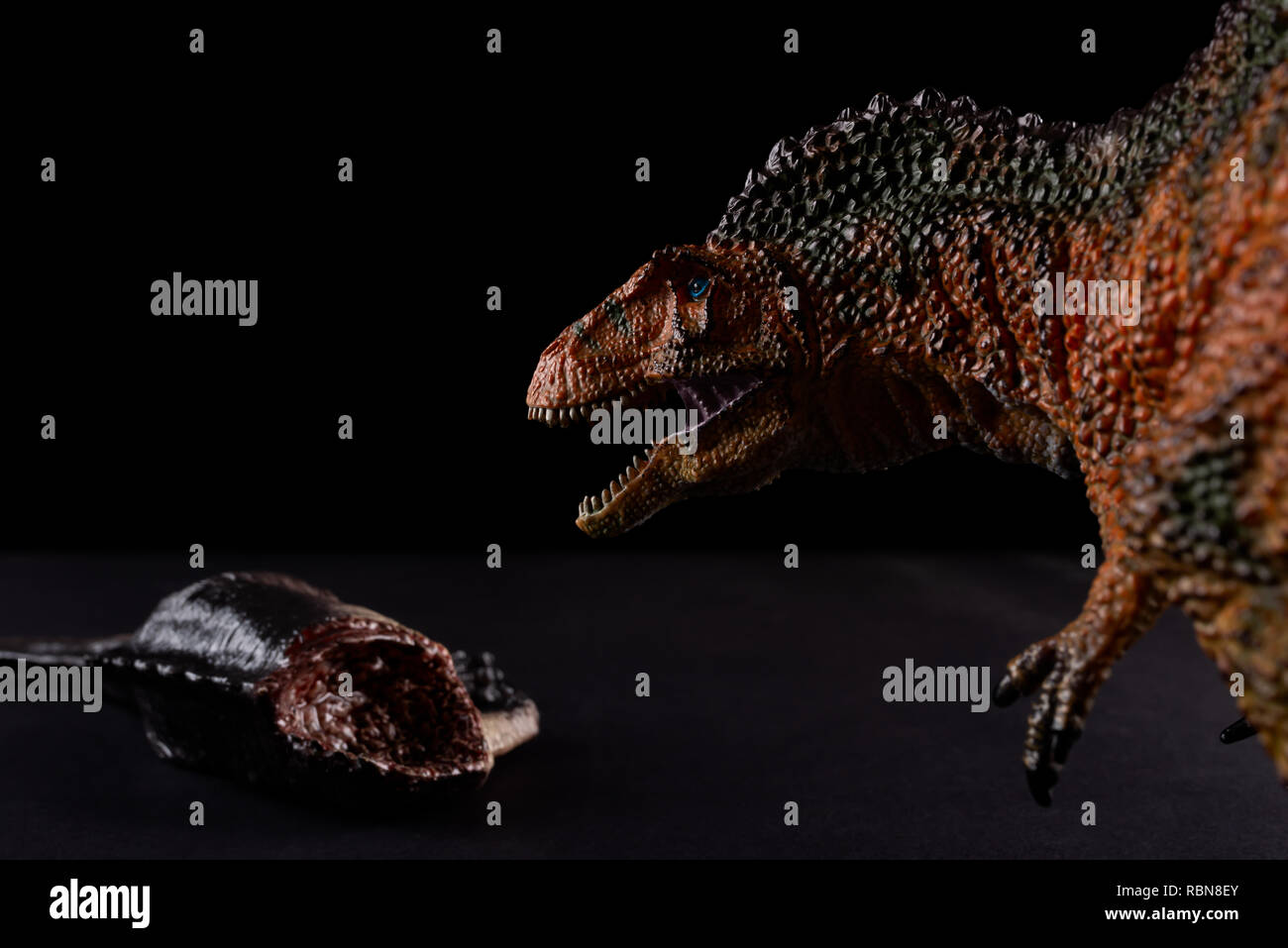 Acrocanthosaurus vor einem Dinosaurier Körper auf dunklem Hintergrund Stockfoto