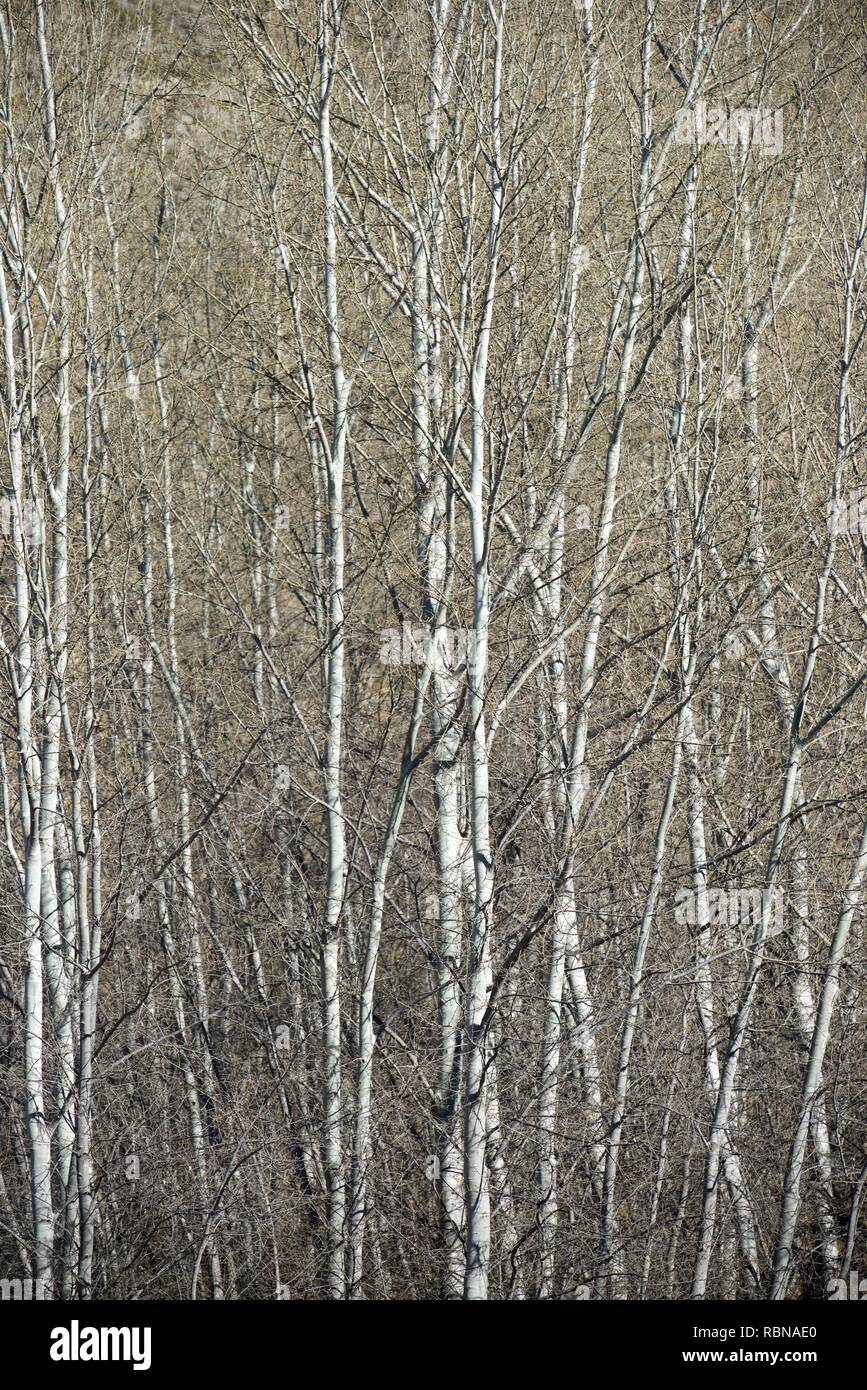 Poplar Forest im Winter in Spanien. Stockfoto