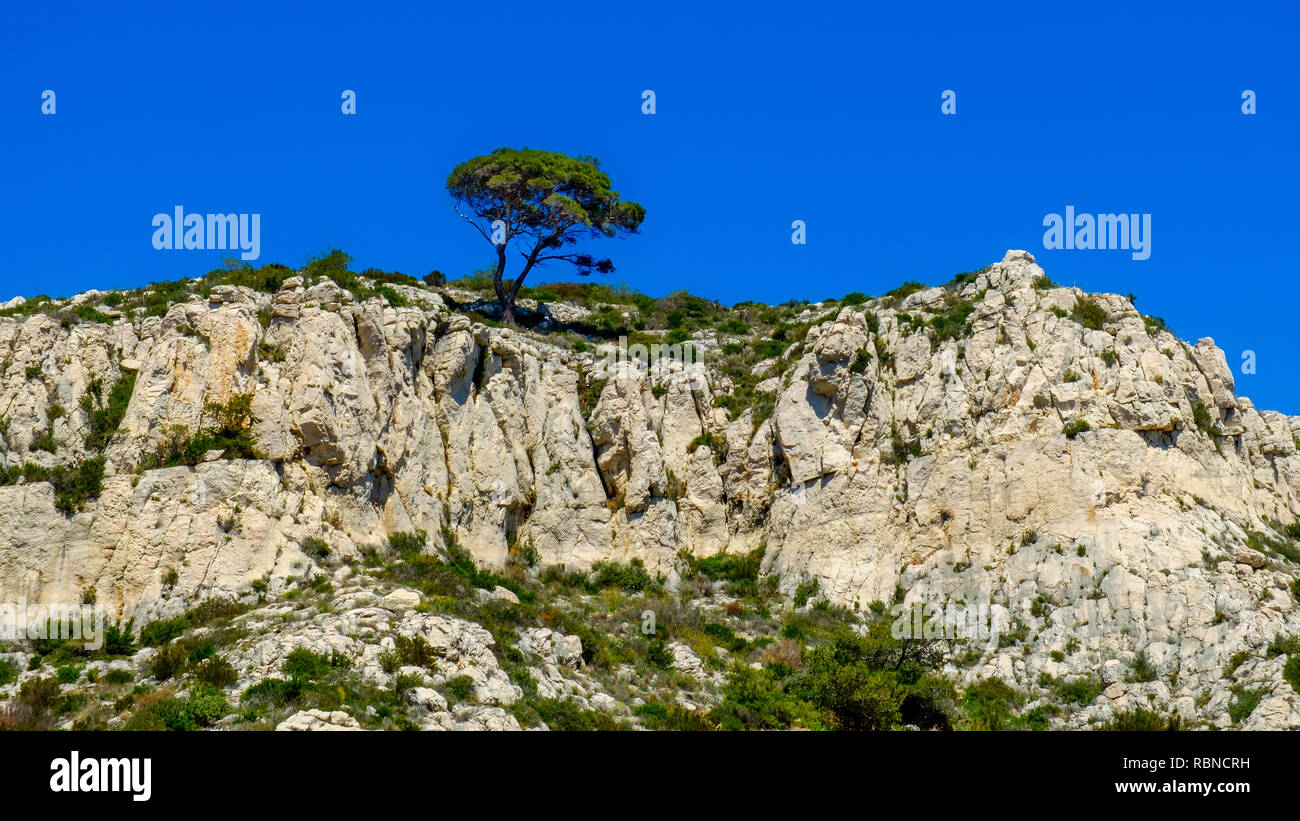 Einzigen Baum auf einer Bergkette in den Calanques Nationalpark von Marseille, Frankreich Stockfoto