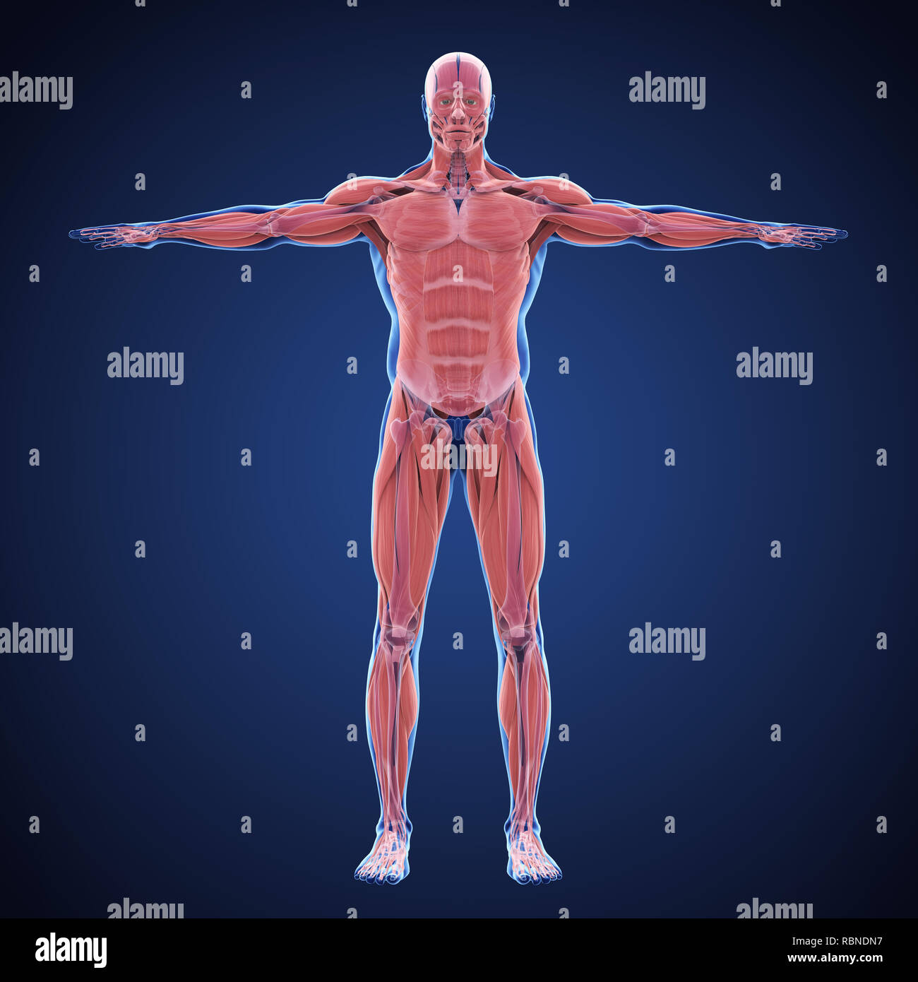 Menschliche Muskulatur Abbildung Stockfoto