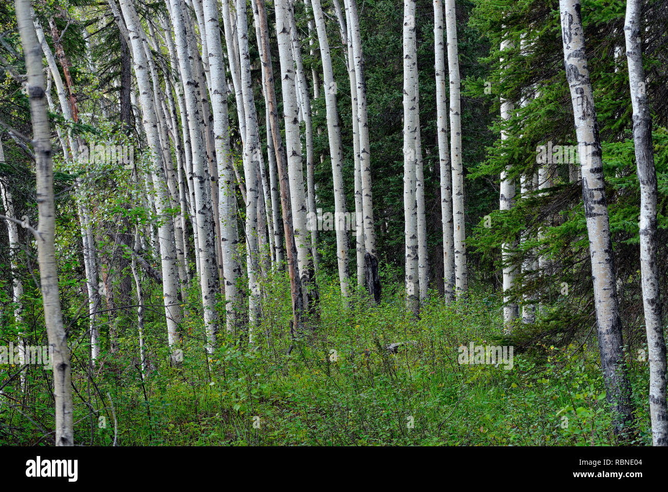 Aspen Baumstämme, Twin Falls Territorial Park, Northwest Territories, Kanada Stockfoto