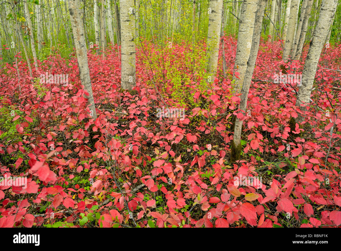 Aspen woodland mit hochbuschige Cranberry im Spätsommer, Wood Buffalo National Park, Northwest Territories, Kanada Stockfoto