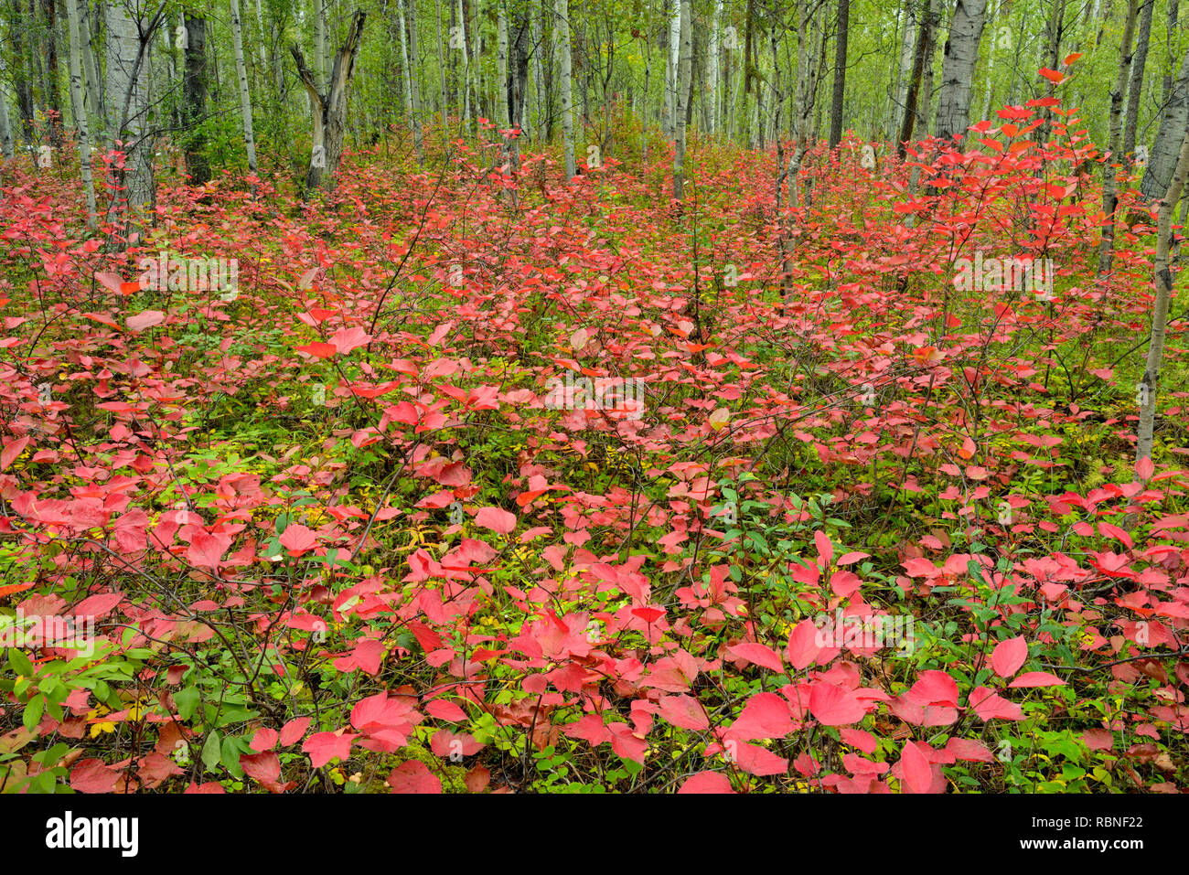 Die hochbuschige Cranberry in einem Aspen woodland im Spätsommer, Wood Buffalo National Park, Northwest Territories, Kanada Stockfoto