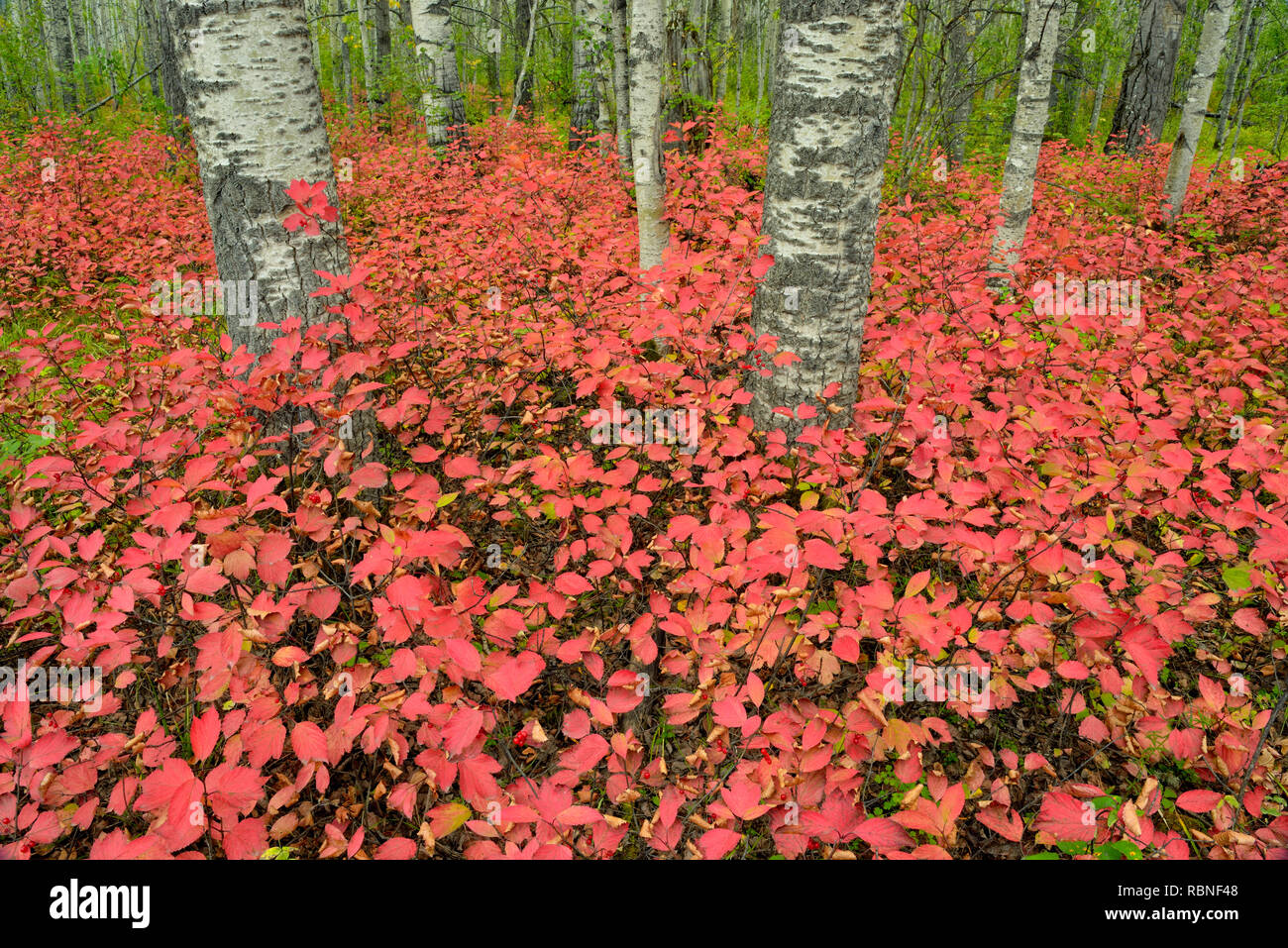 Aspen woodland mit hochbuschige Cranberry im Spätsommer, Wood Buffalo National Park, Albert, Kanada Stockfoto