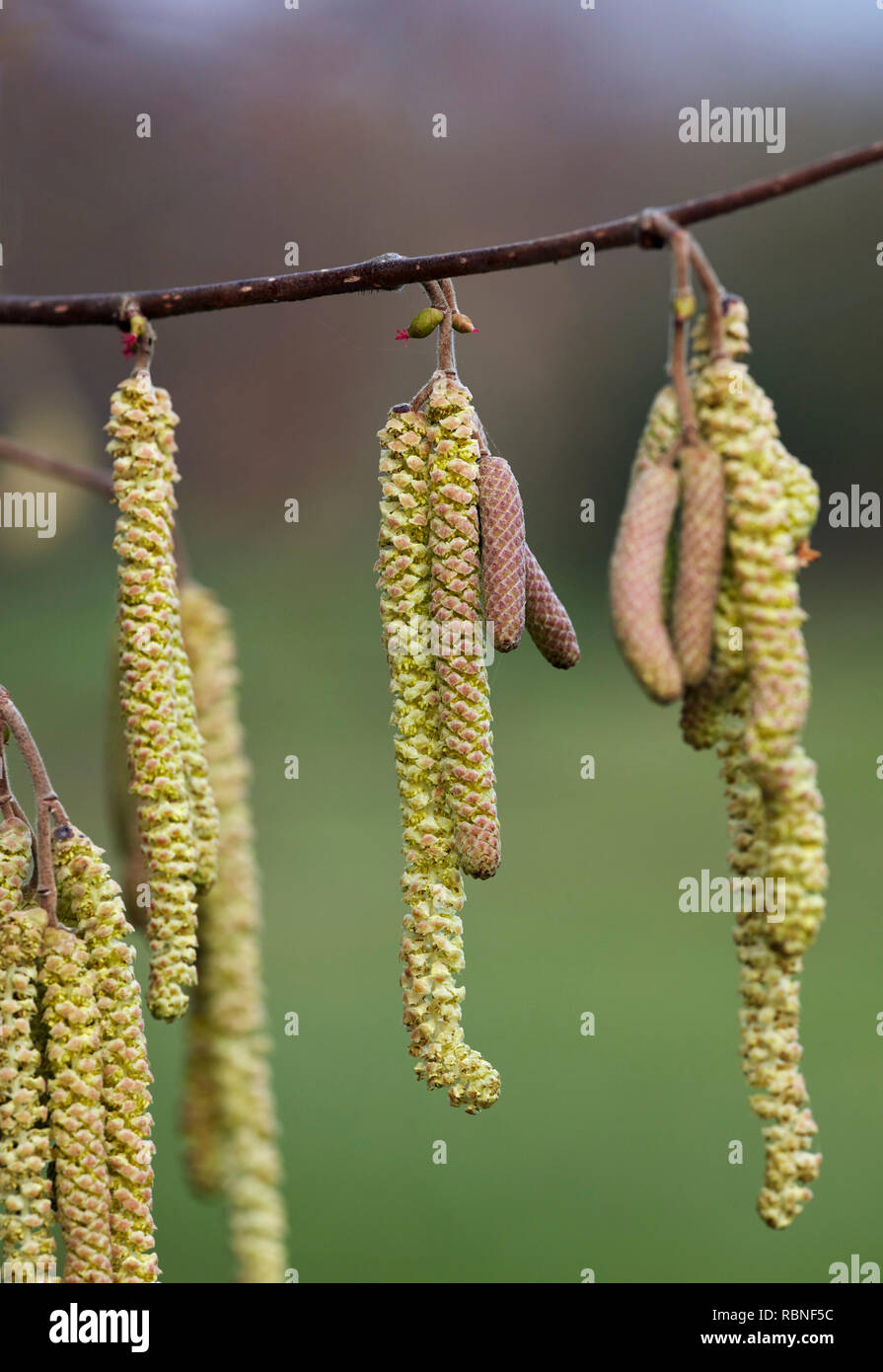 Hazel Kätzchen (männlich) und Blumen (weiblich). Hurst suchen, East Molesey, Surrey, Großbritannien. Stockfoto