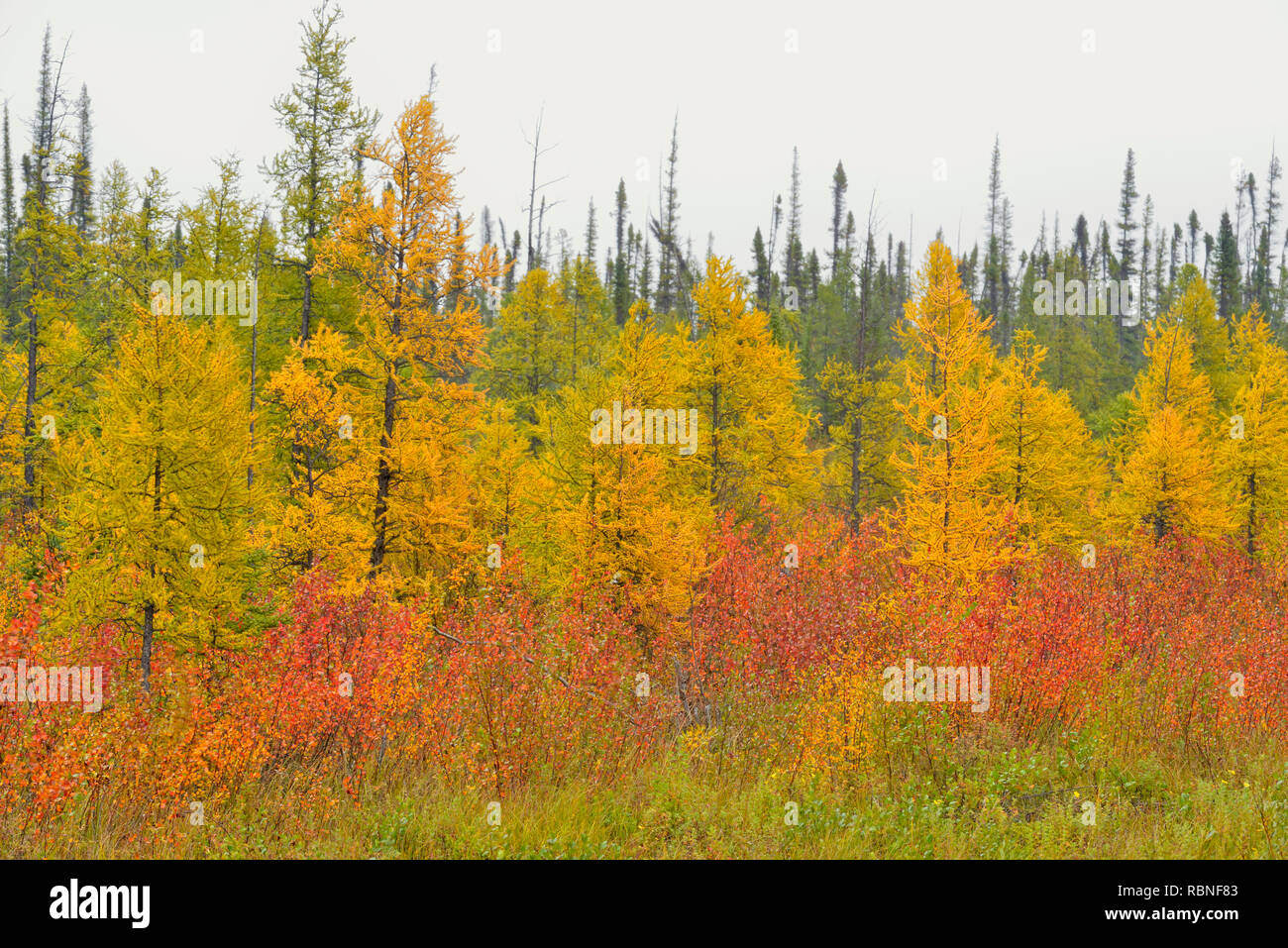 Herbst Farbe in einem Feuchtgebiet (Zwerg Birke und Lärche), in der Nähe von Hay River (Hwy 5/6 Schnittpunkt), Northwest Territories, Kanada Stockfoto