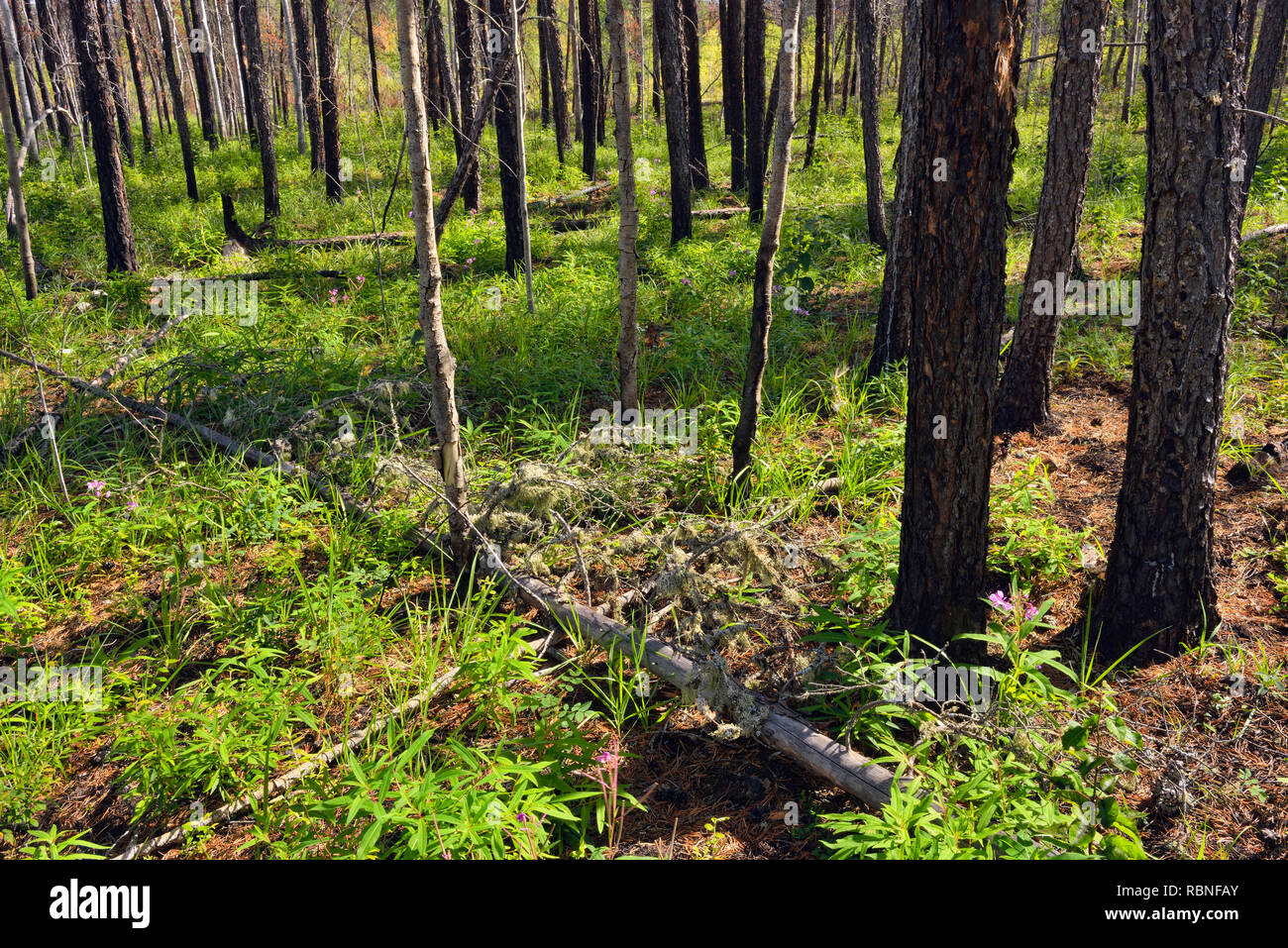 Spätsommer Wildblumen blühen in einem alten Wald Fire Zone, Wood Buffalo National Park, Northwest Territories, Kanada Stockfoto