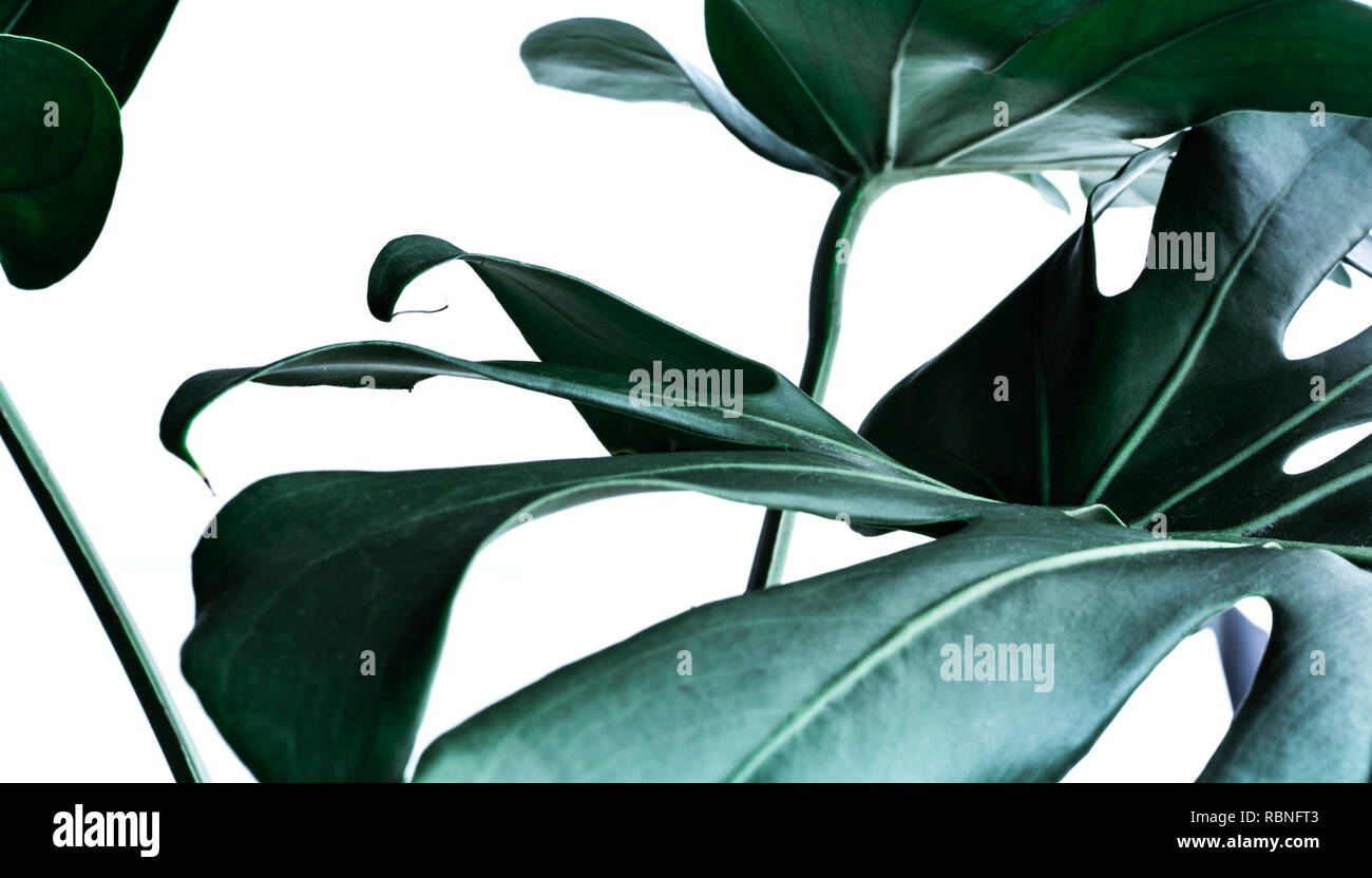 Echten monstera Blätter verzieren für Zusammensetzung Design. Tropische, botanischer Natur Konzepte Ideen. Stockfoto