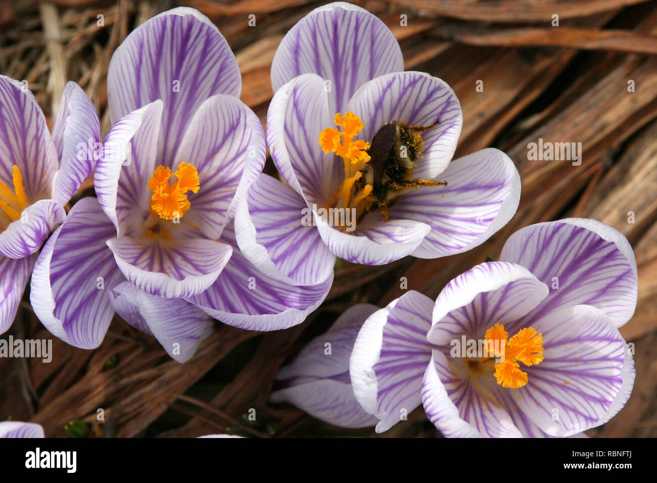 Ein schönes Lila abgestreift Crocus bieten Nektar für eine fleißige Biene Stockfoto