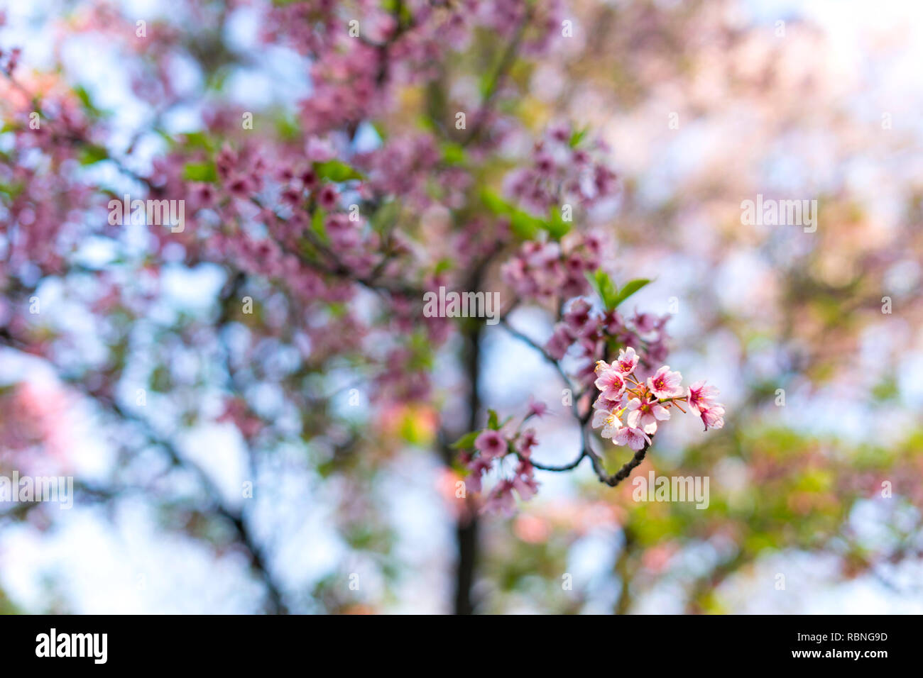 Die Kirschblüte ist berühmt Jahreszeit in Japan. viele Reisende kommen nach Tokio die Kirschblüte Blüte zu sehen. Stockfoto