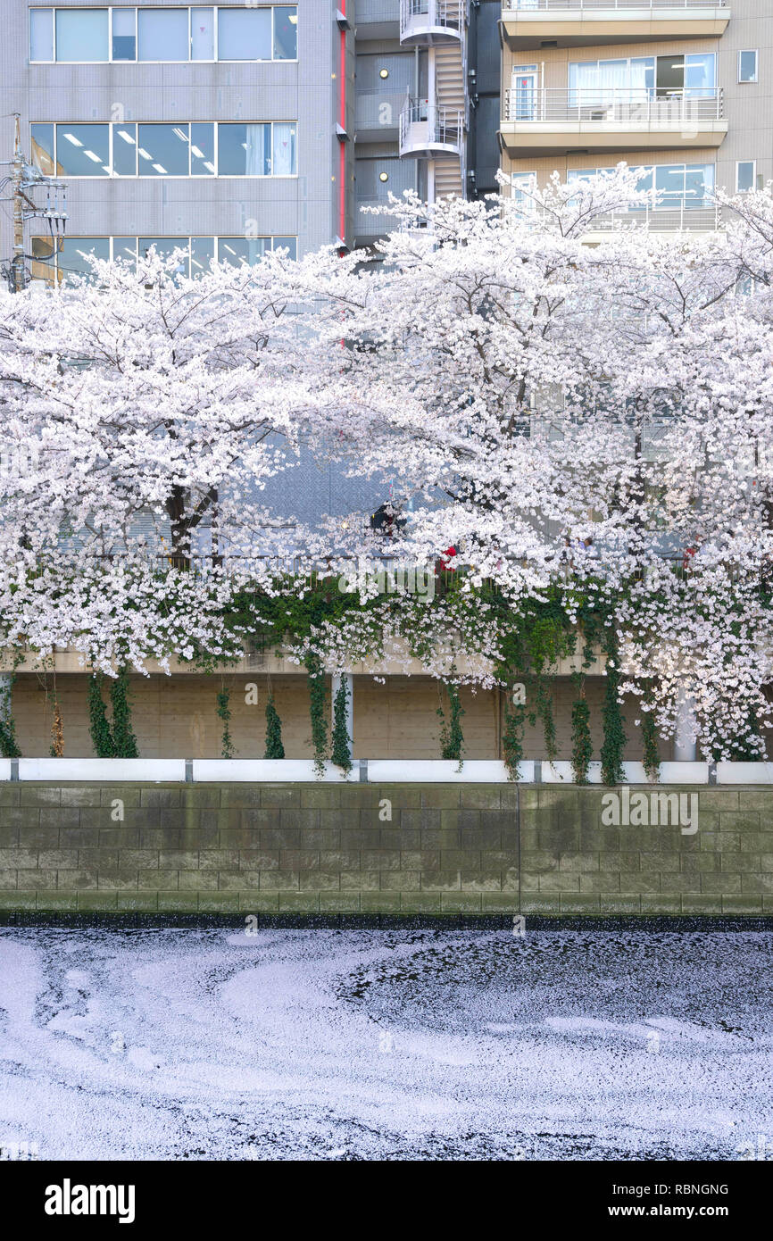 Meguro River ist bekannt Cherry Blossom Flecken. Leute zum meguro Fluss kommen die herrliche Kirschblüte zu sehen. Stockfoto