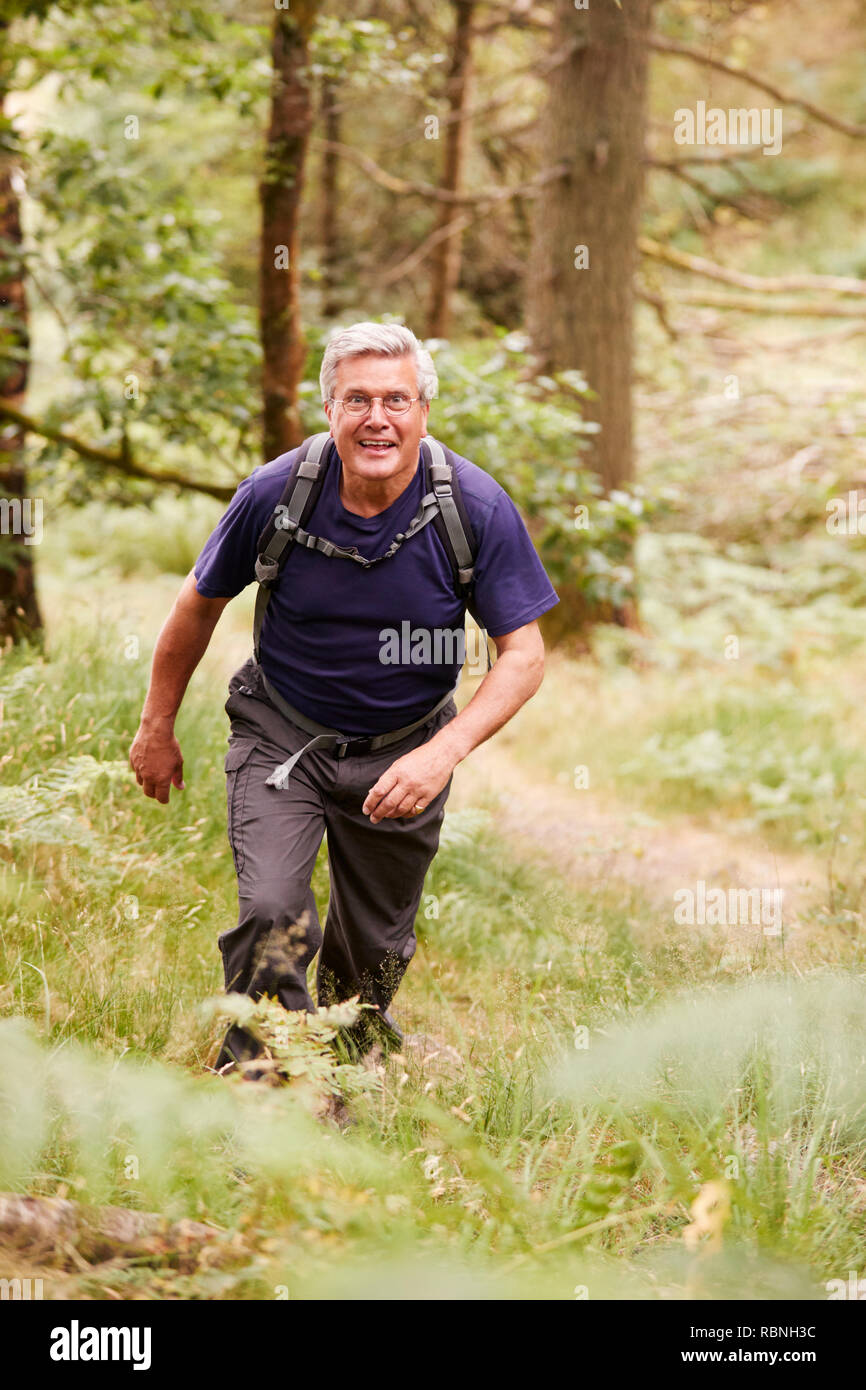 Im mittleren Alter Mann mit einem Rucksack wandern in einem Wald bei Camera suchen, erhöhten Vorderansicht, volle Länge Stockfoto