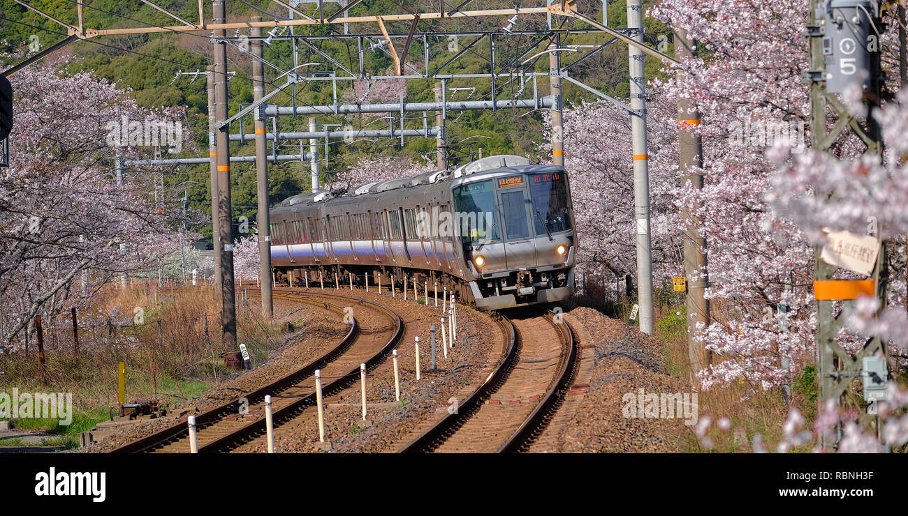 Kishuji schnellen Zug rund um die zweigstellen von Cherry Blossom Bäume in Blüte umgeben biegen. Bahnhof JR West Serie 225 Stockfoto