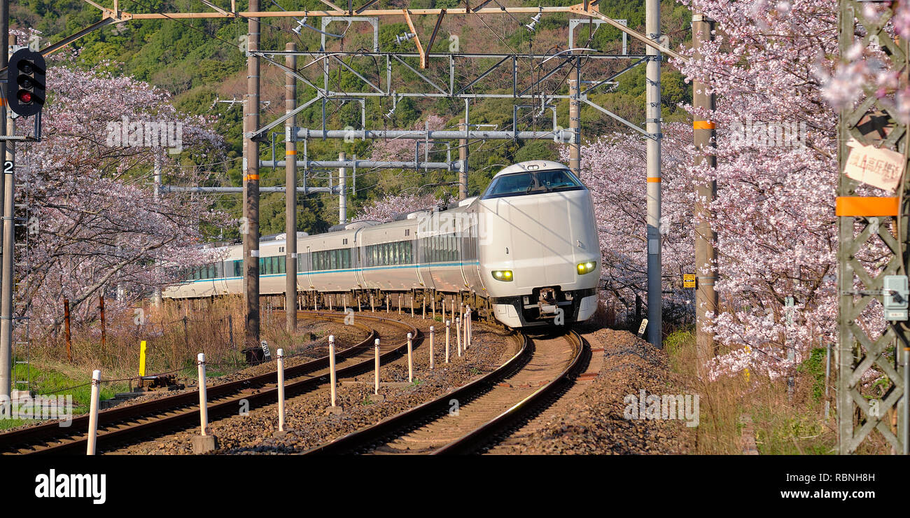 Limited Express Zug Kuroshio gehen um die zweigstellen von Cherry Blossom Bäume in Blüte umgeben biegen. Zug ist ein 289-Serie Stockfoto