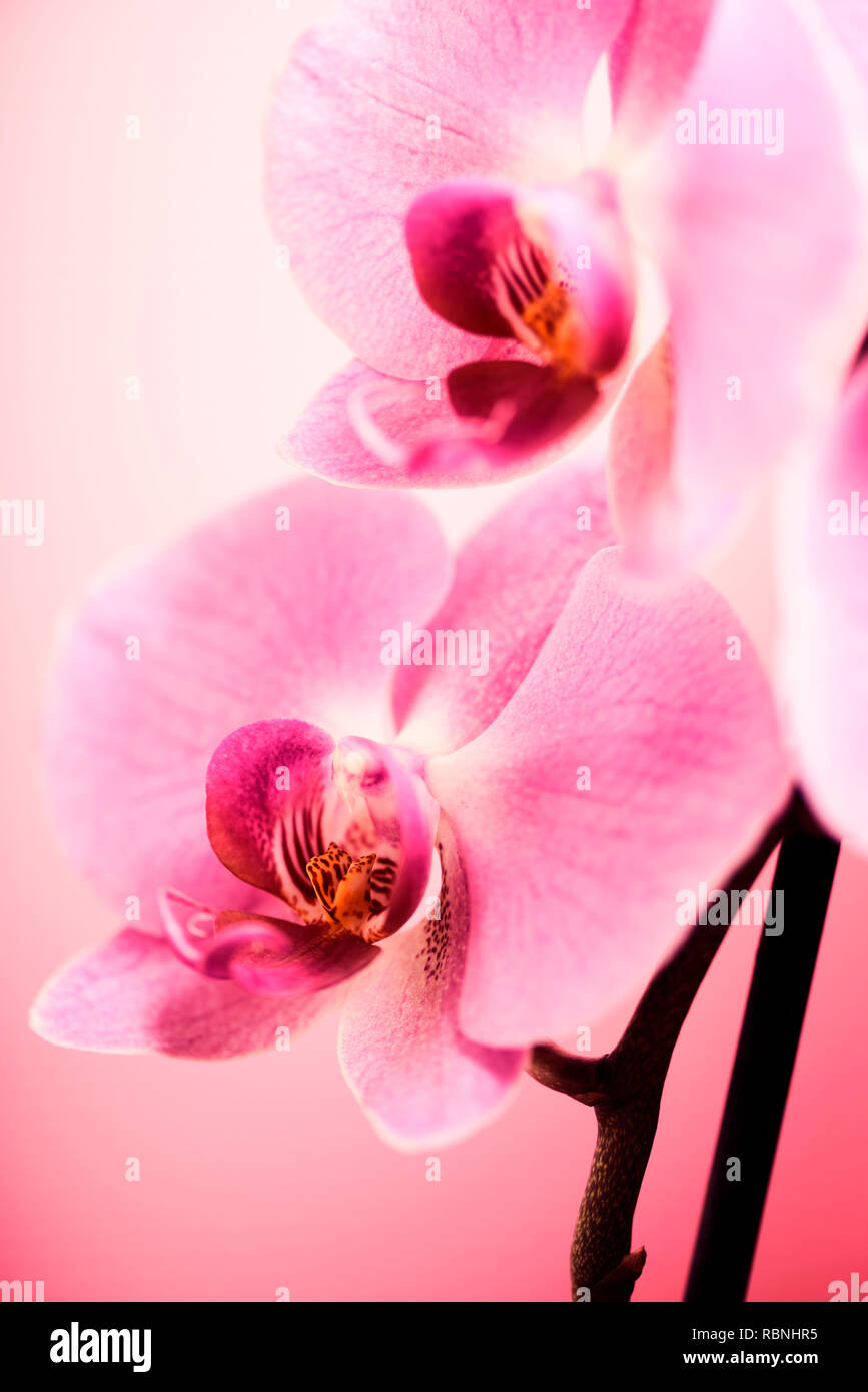 Schöne rosa Orchidee auf Pastell-hintergrund Nahaufnahme. Fine Art Wallpaper Design. Stockfoto