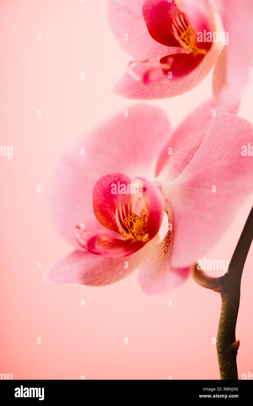 Schöne rosa Orchidee auf rosa Hintergrund Nahaufnahme. Beauty und Spa die Dekoration. Stockfoto