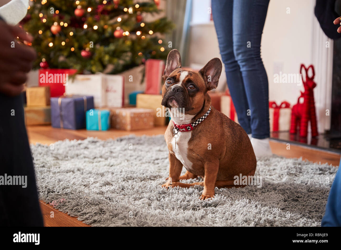 Französische Bulldogge Sitzen auf Teppich von Weihnachtsbaum und Geschenke Stockfoto