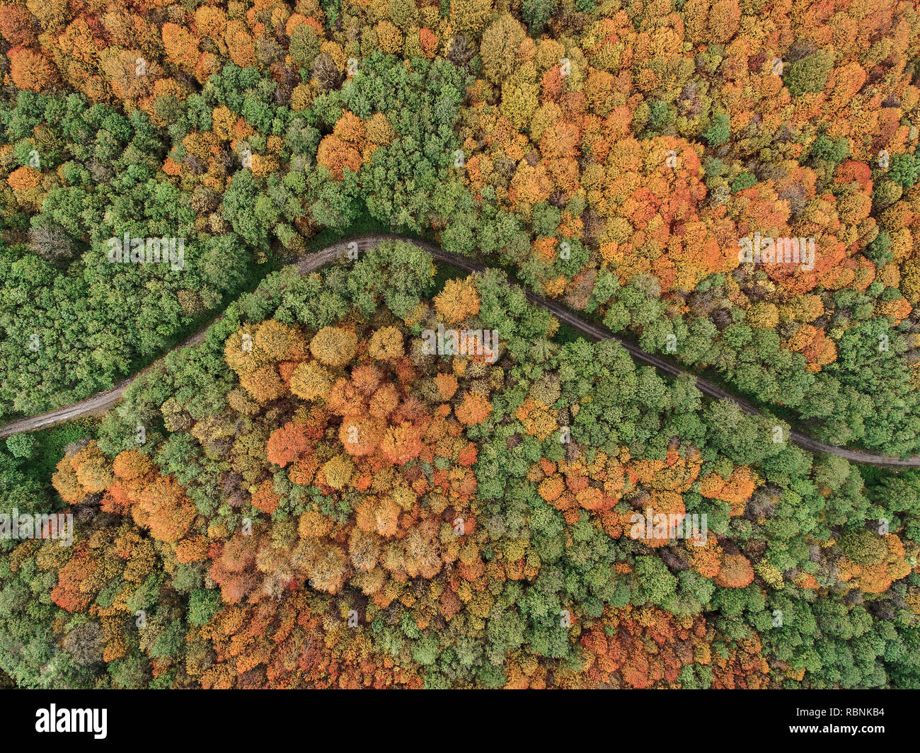 bunte Bäume im Herbst Stockfoto