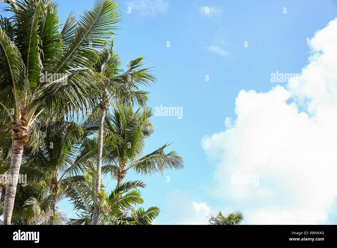 Low Angle Blick auf Palmen gegen den blauen Himmel in Spanien Stockfoto