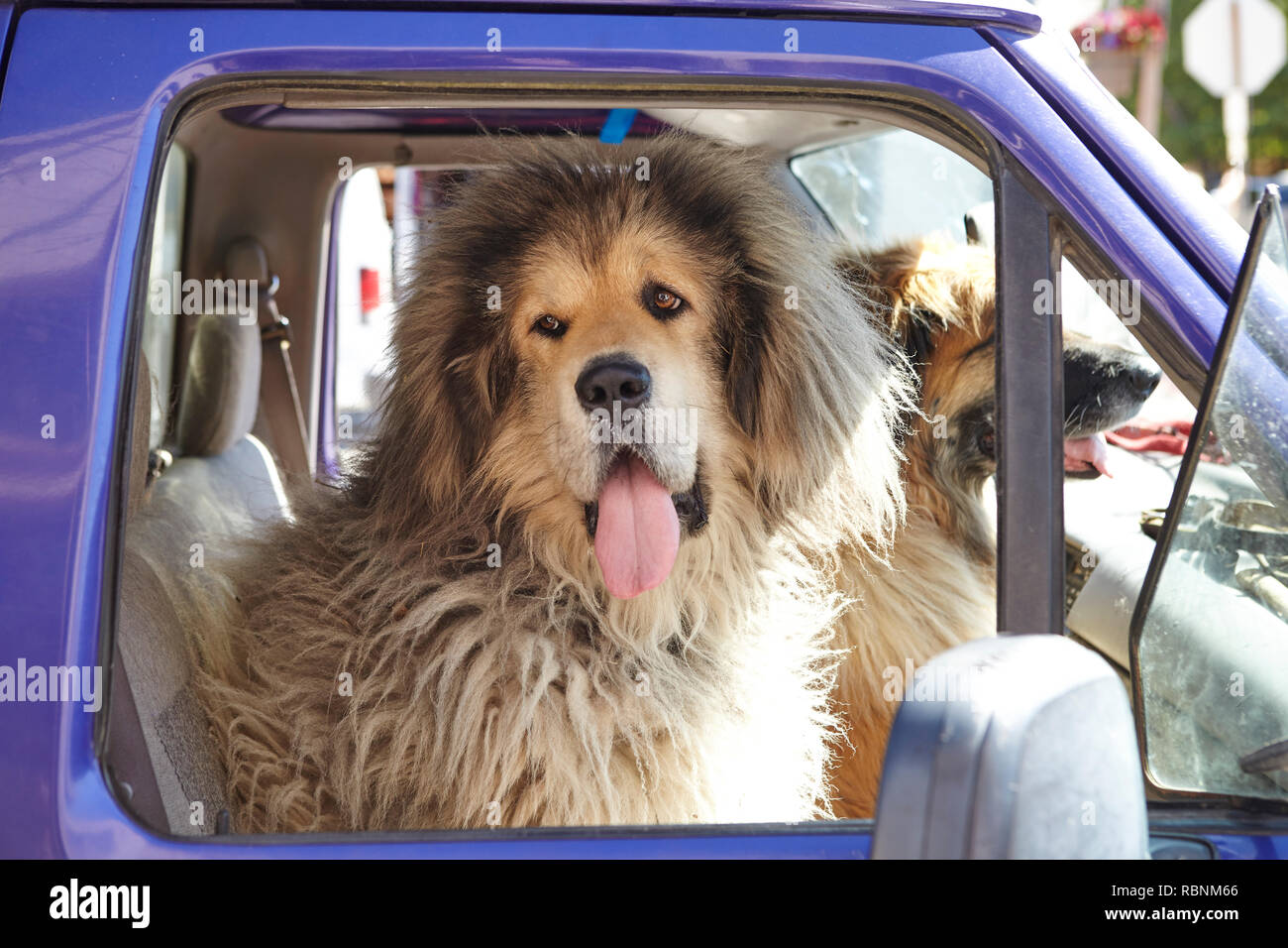 Zwei große Hunde Vor Sitz sitzt der Pick up Truck Stockfoto