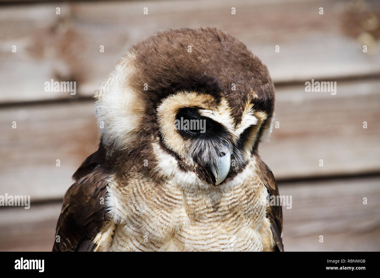 Asiatische Holz Eule (Strix leptogrammica) Stockfoto