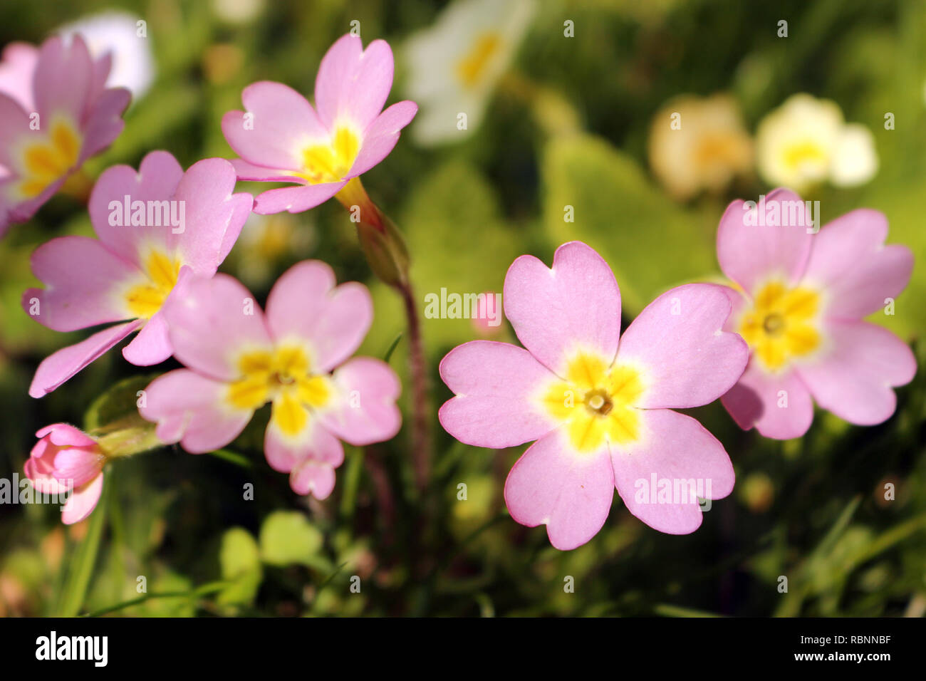 Pink primrose oder Primula vulgaris sibthorpii Stockfoto