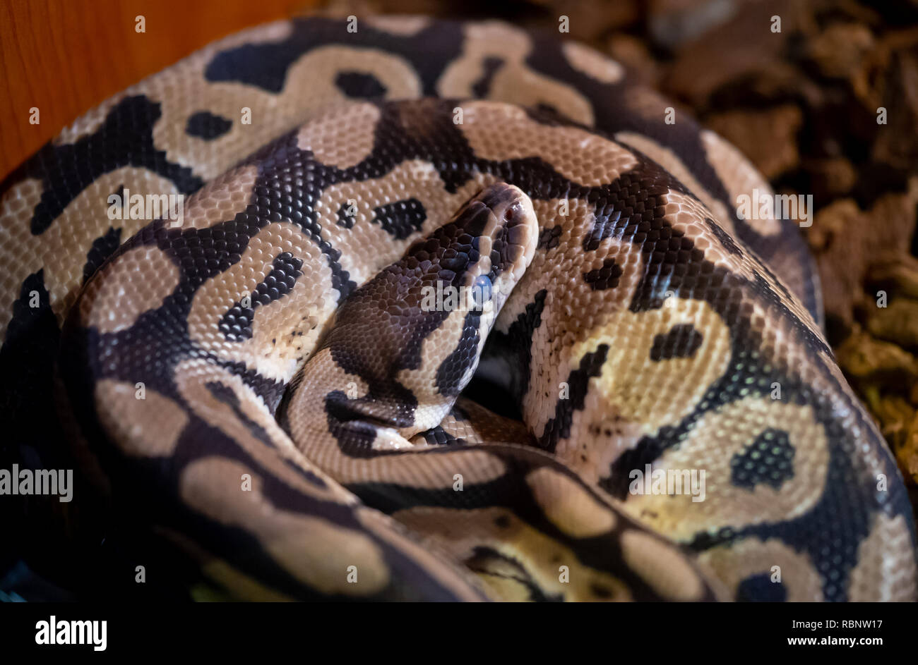 Kleine Python snake Reptile wickeln und Schlafen Stockfoto