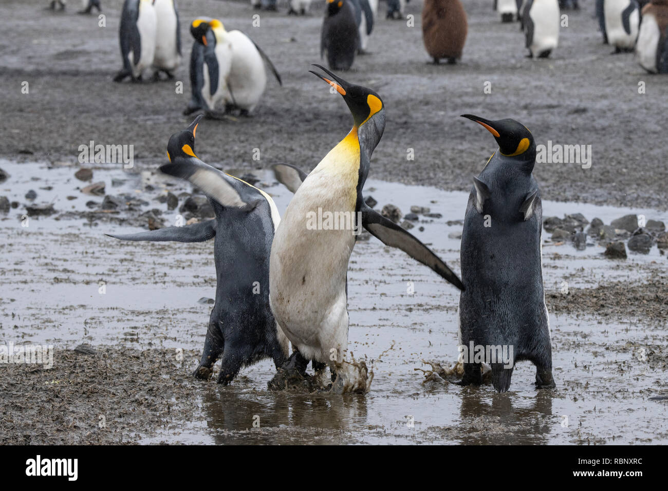 South Georgia, Bucht der Inseln, Salisbury Plain. Die Heimat der zweitgrößten König Pinguin Kolonie in South Georgia. Königspinguine 'Dancing' im Regen. Stockfoto