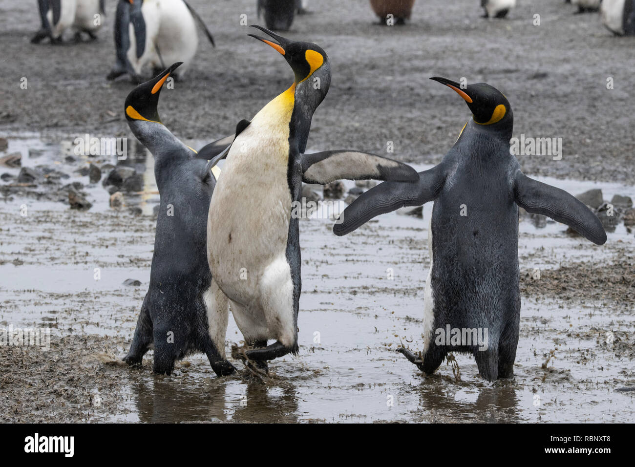 South Georgia, Bucht der Inseln, Salisbury Plain. Die Heimat der zweitgrößten König Pinguin Kolonie in South Georgia. Königspinguine 'Dancing' im Regen. Stockfoto