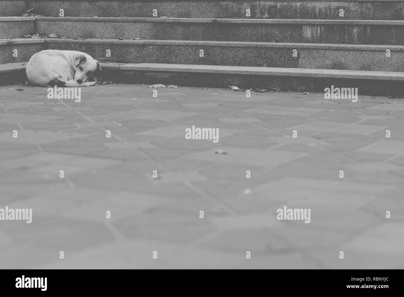 Straßenhund Stockfoto