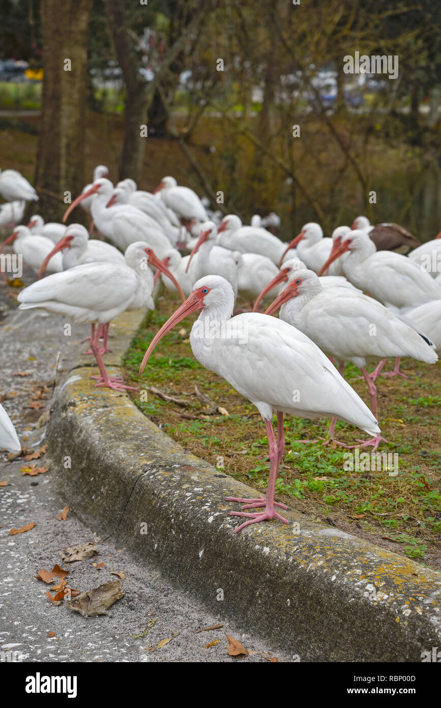 White Ibis versammeln sich um einen städtischen Teich in Gainesville, Florida. Stockfoto