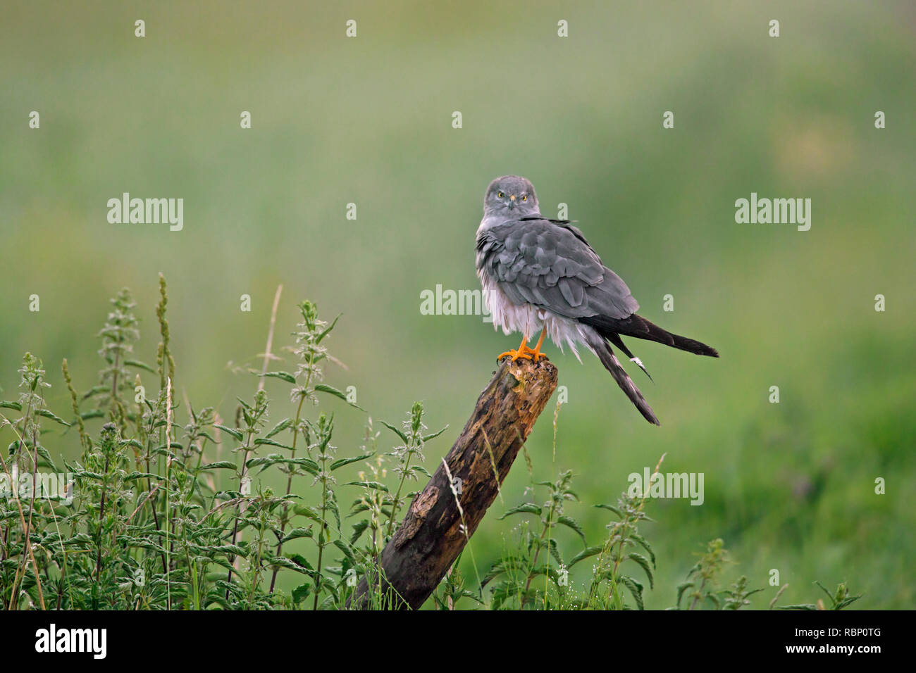 Montagu's Harrier (Circus pygargus), männlich auf Zaunpfosten in Grünland gehockt Stockfoto