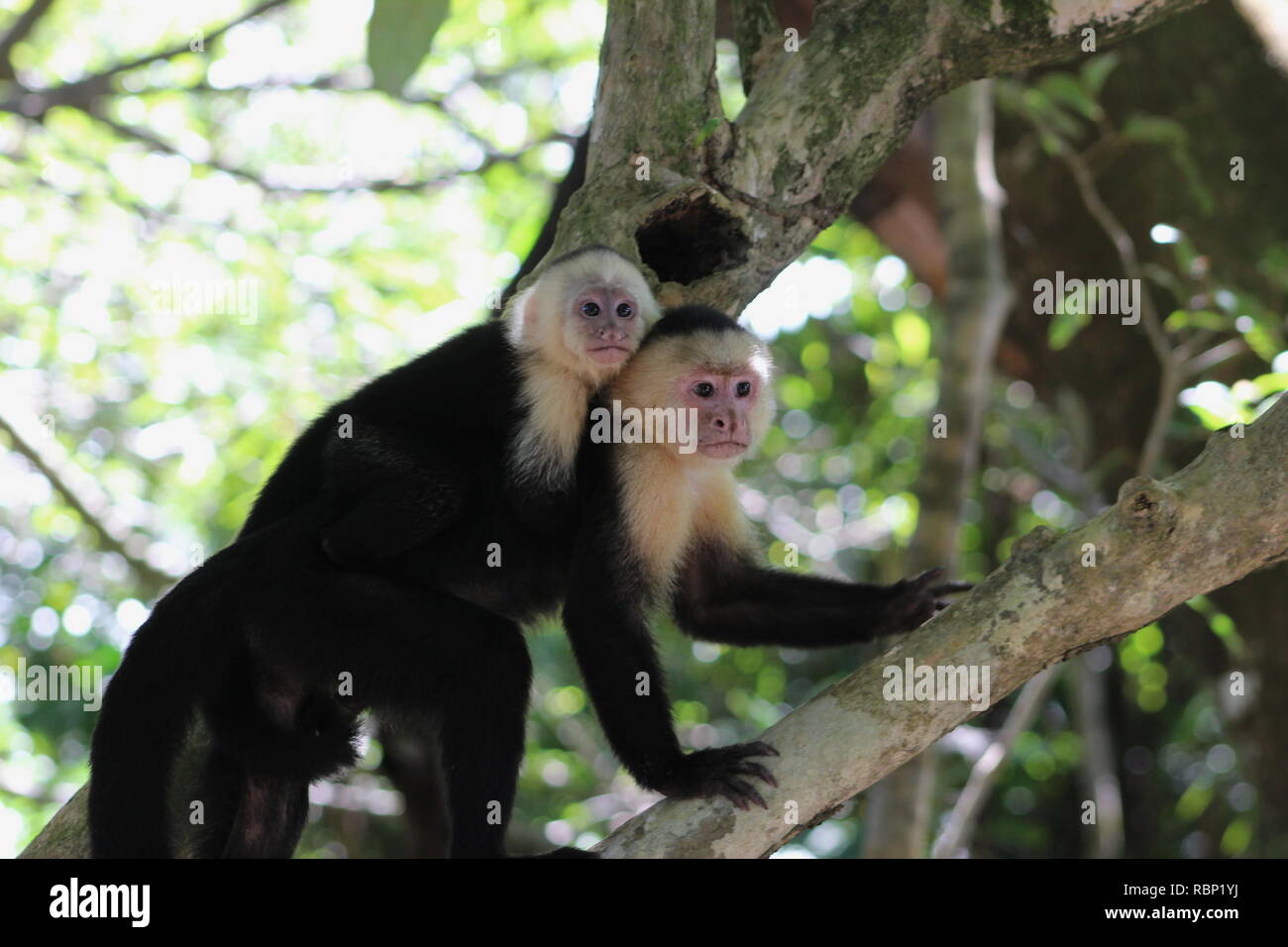 Mutter und Baby white-headed Kapuziner Affen in Costa Rica Stockfoto
