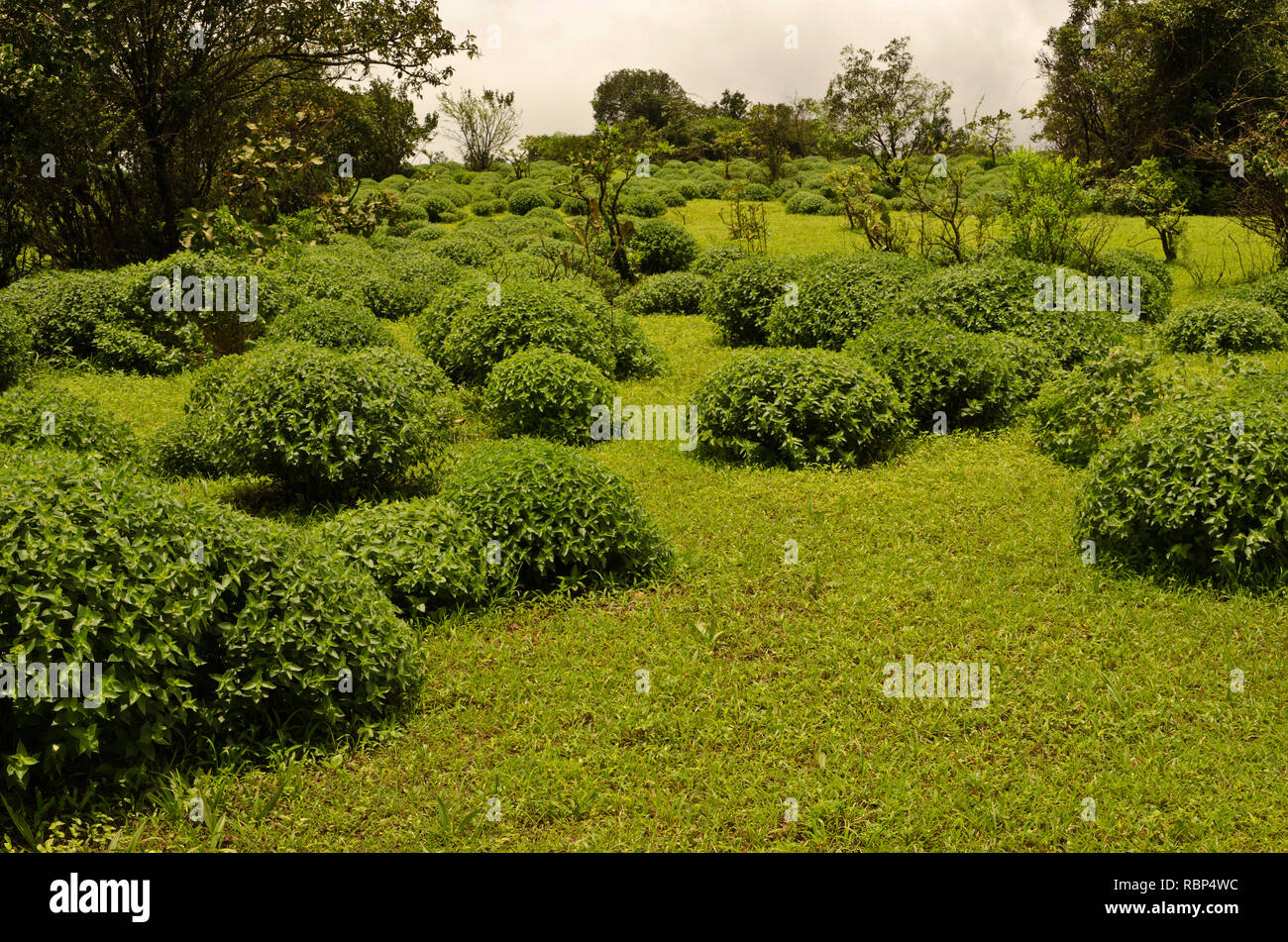 Strobilanthes callosa Pflanze, sindhudurg, Maharashtra, Indien, Asien Stockfoto
