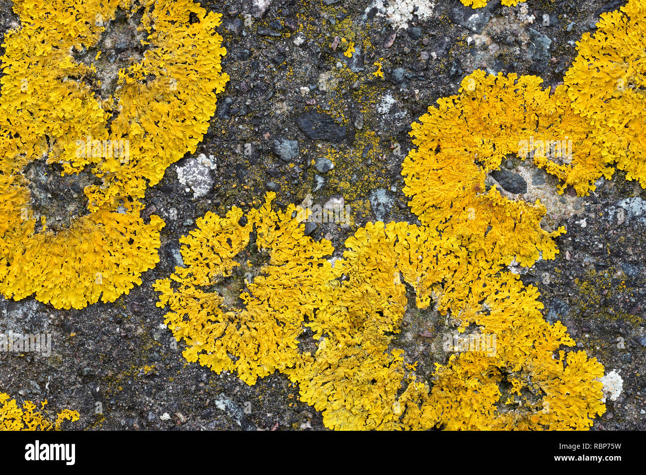 Xanthoria parietina (wahrscheinlich) Flechten. Auch als gemeinsame orange Flechten bekannt, gelb Maßstab, maritime sunburst Flechten und Ufer flechten. Trotternish, Skye Stockfoto