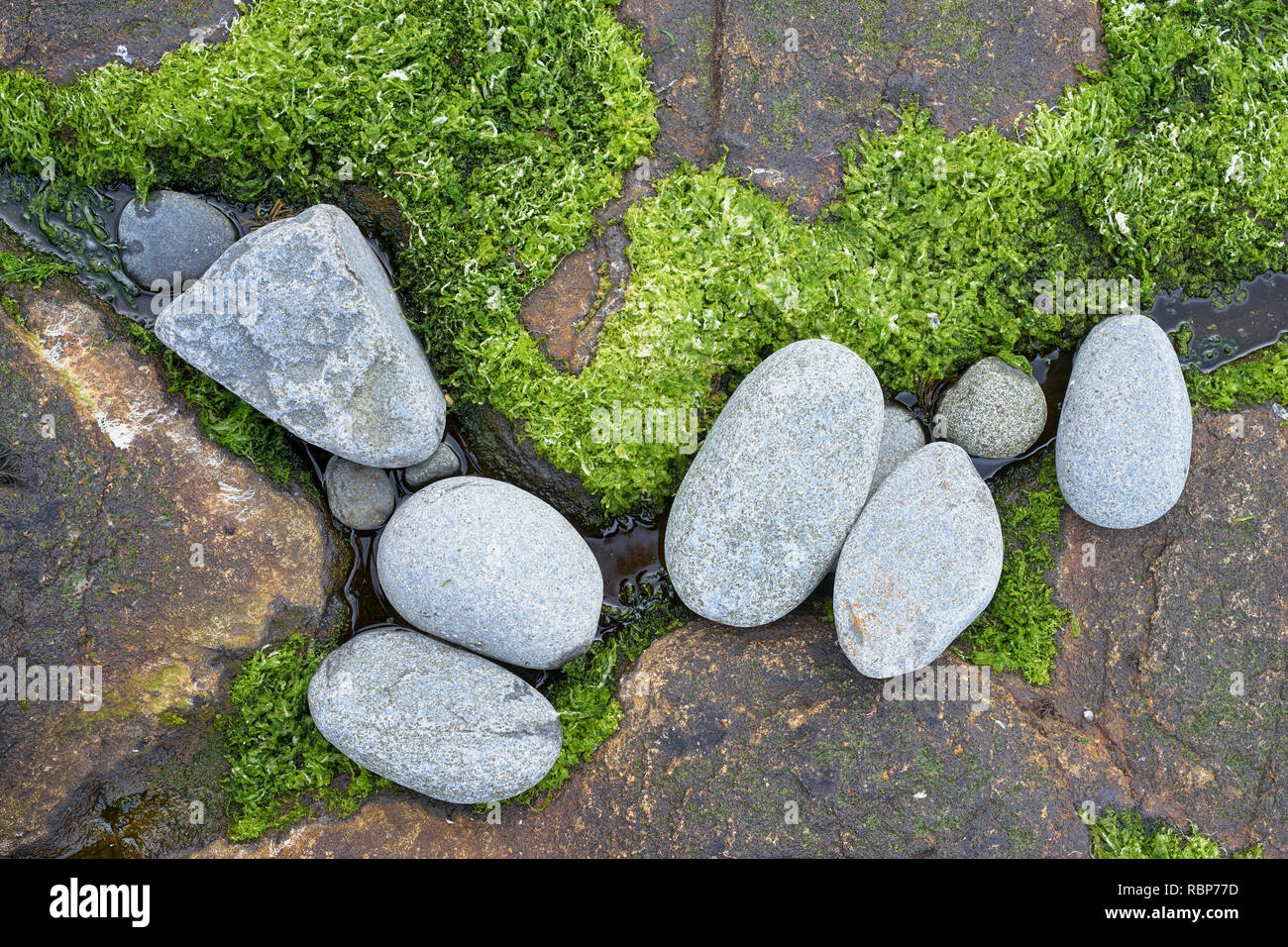 Blue Pebbles auf rotem Untergrund mit grünen Algen Stockfoto