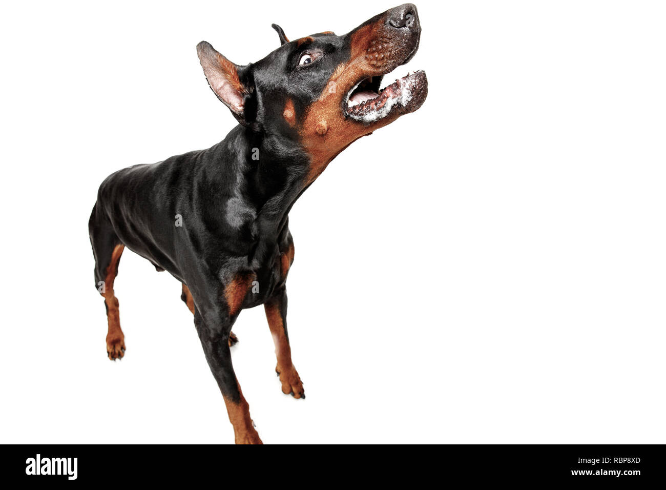 Dobermann Hund auf weißem Hintergrund im Studio isoliert. Der inländische pet-Konzept Stockfoto