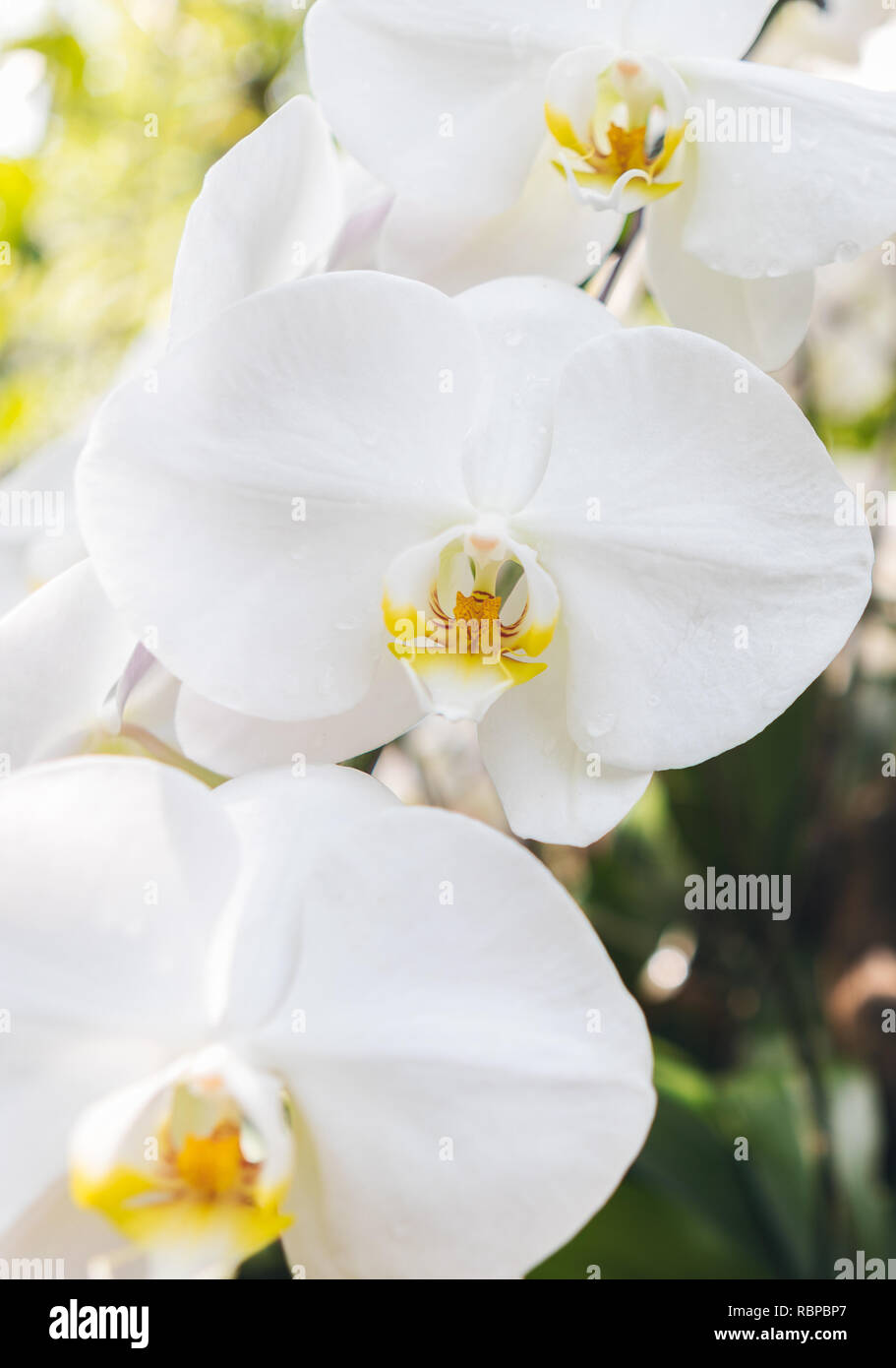 Weiße Orchideen im Botanischen Garten in Singapur Stockfoto