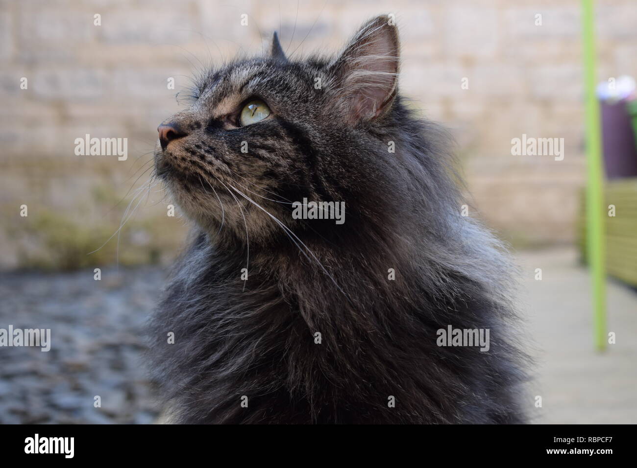 Ein Side Shot eines männlichen 6 Jahr alt Schwarz/Grau langhaarige Katze markiert moggy im Garten gefangen. Stockfoto