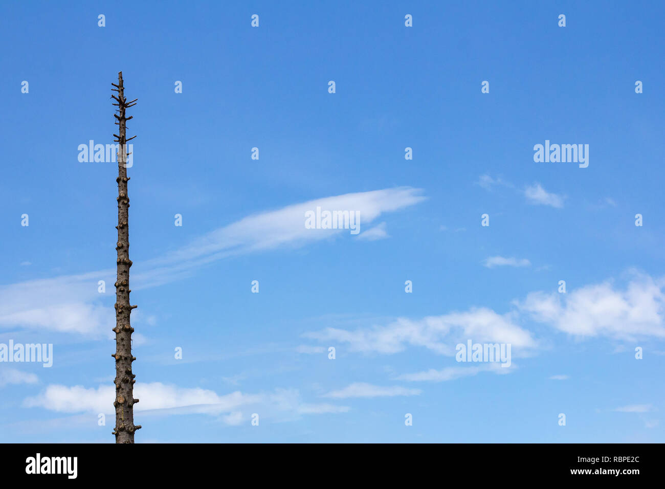 Baum mit allen Zweige abgeschnitten gegen einen blauen Himmel mit dünnen Wolken isoliert Stockfoto