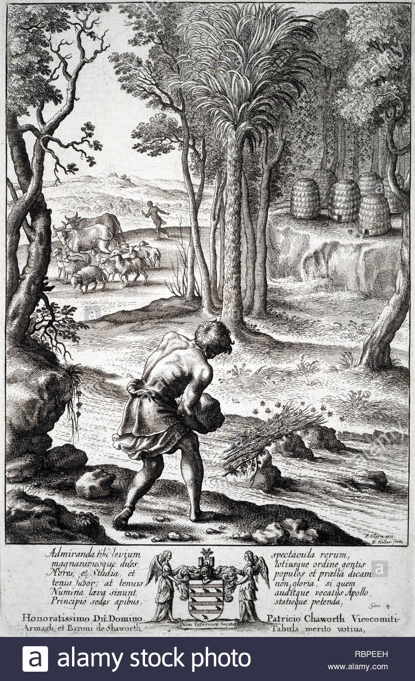 Auslagerungsaktion Bienen, Radierung von Böhmische Kupferstecher Wenzel Hollar aus 1600s Stockfoto