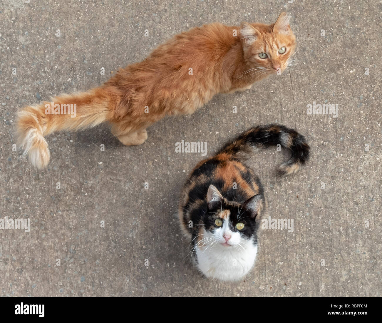 Zwei Katzen schauen auf einen Balkon auf der Suche nach Essen. Stockfoto