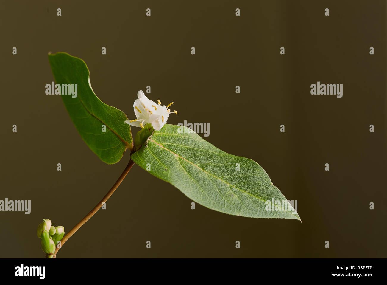 Ein winterblüher Honeysuckle, Lonicera purpusii Fragantissima, zeigen eine Blüte und Knospe mit einem dunklen Hintergrund, Stockfoto