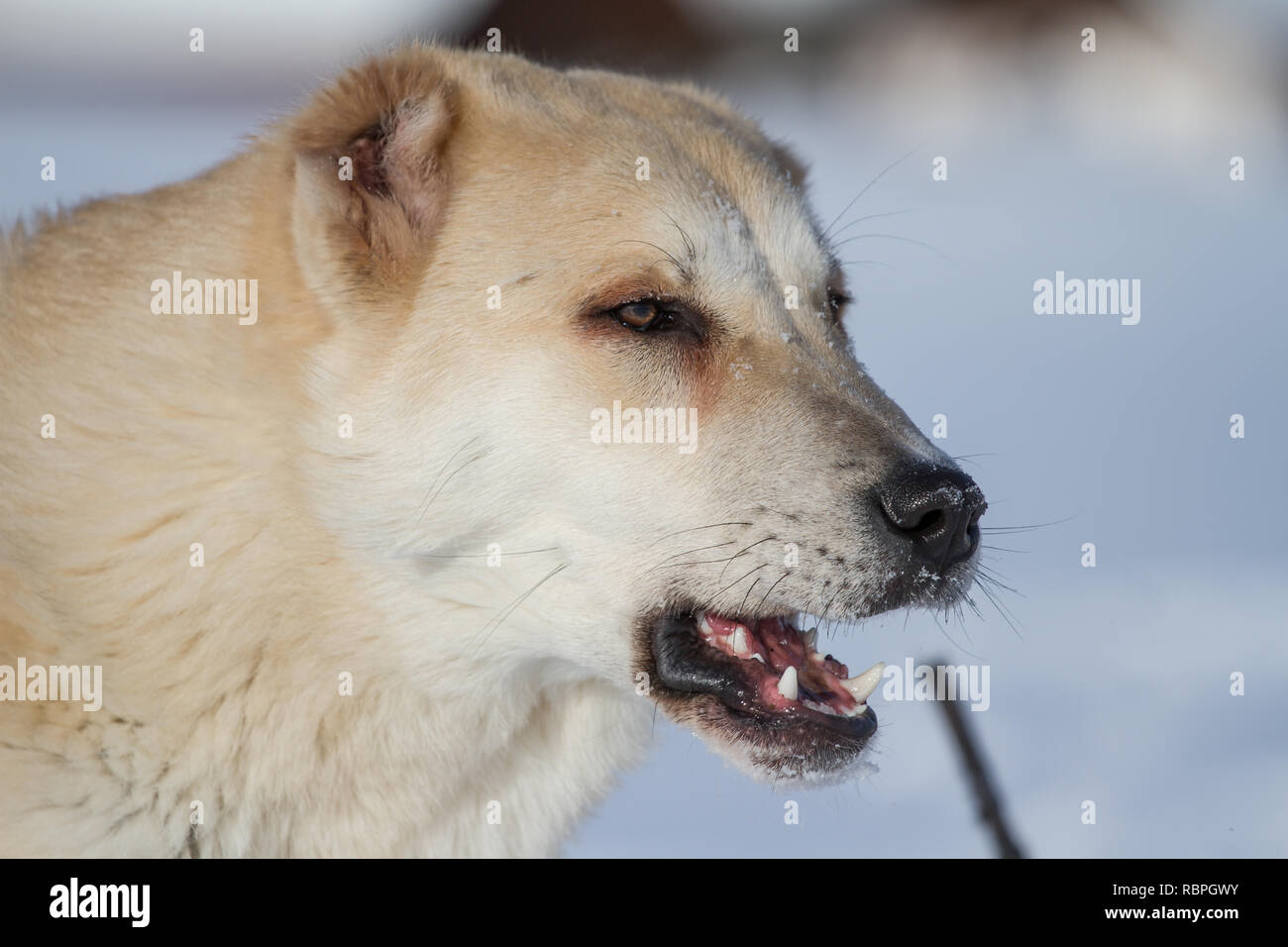 Zentralasiatischen Ovcharka 6 Monate alten weiblichen im Schnee Stockfoto