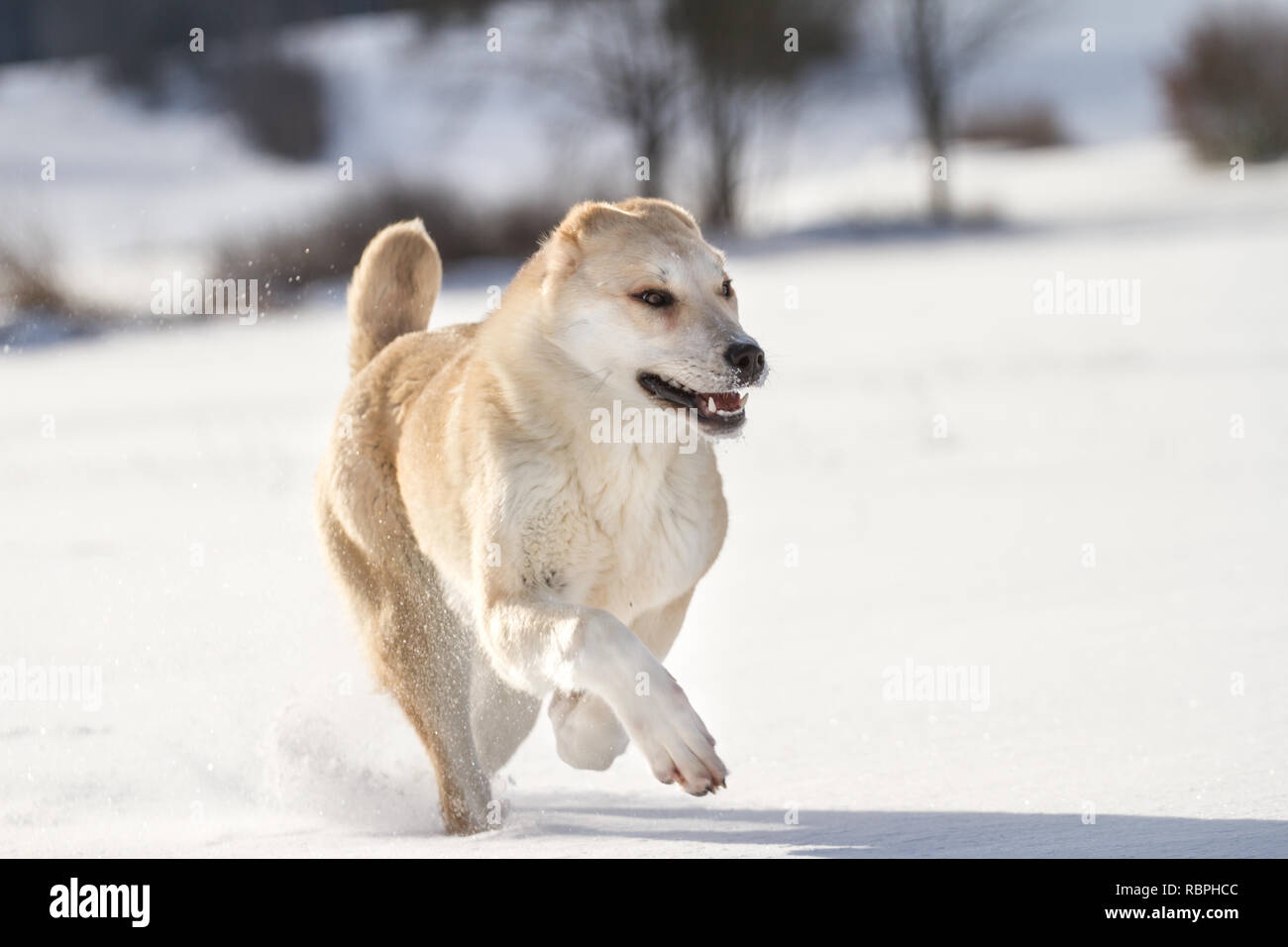 Zentralasiatischen Ovcharka 6 Monate alten weiblichen im Schnee Stockfoto