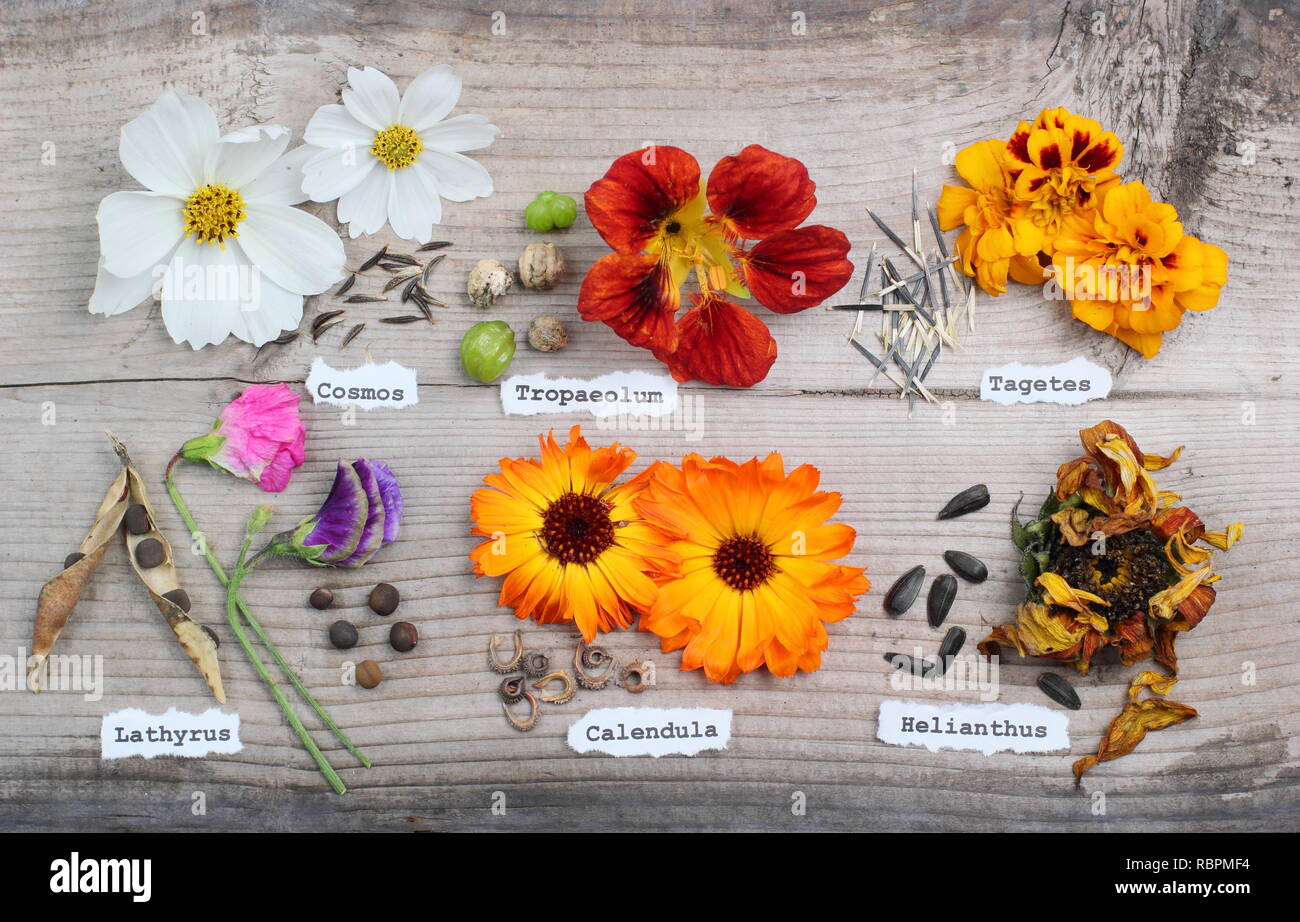 Speichern Blumen Samen. Anzeige der Blütenköpfe und Samen L-R: Cosmos, Kapuzinerkresse, Ringelblume, Wicke, Ringelblume und Sonnenblume. Stockfoto