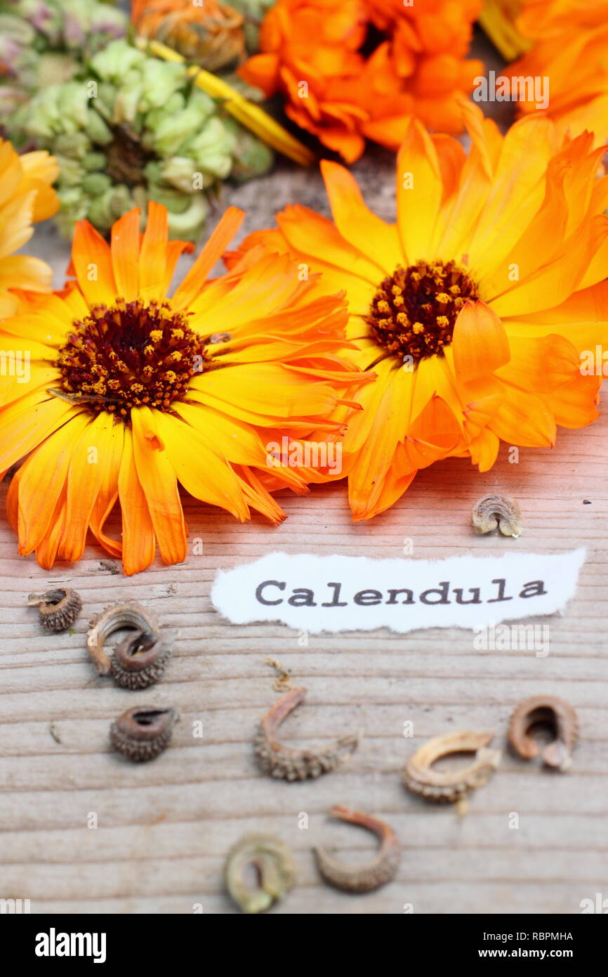 Calendula. Gespeichert Samen und Blüten der Calendula, oder Pot marigold, Großbritannien Stockfoto