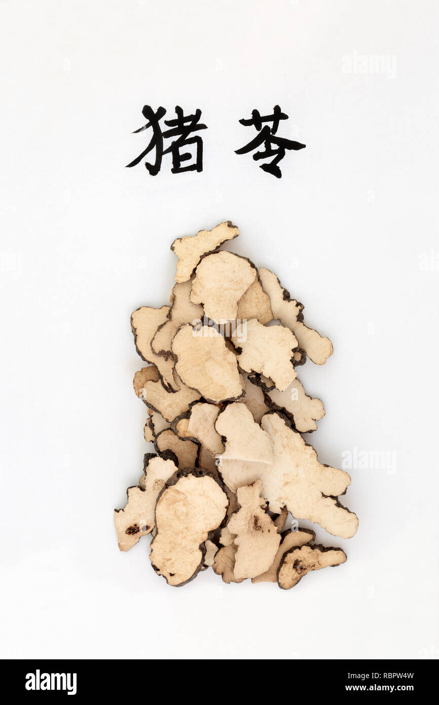Pilz polyporus sclerotium Kraut in der chinesischen Kräutermedizin verwendet. Übersetzung lautet wie Pilz polyporus sclerotium. Stockfoto