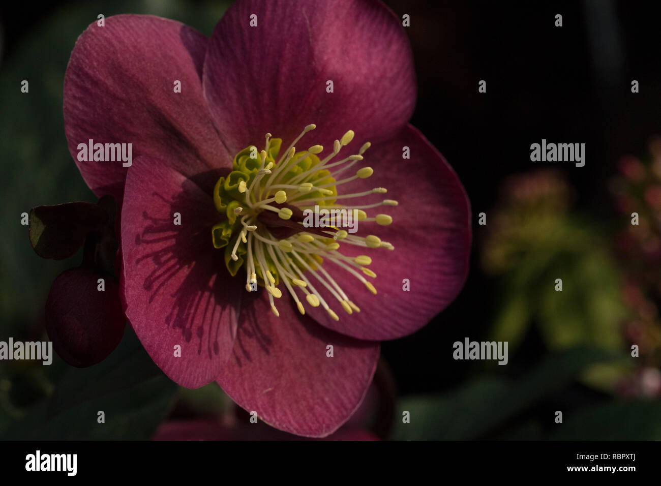 Helleborus 'Anna's Red' Blume mit schalenförmigen Blütenblättern. Stockfoto