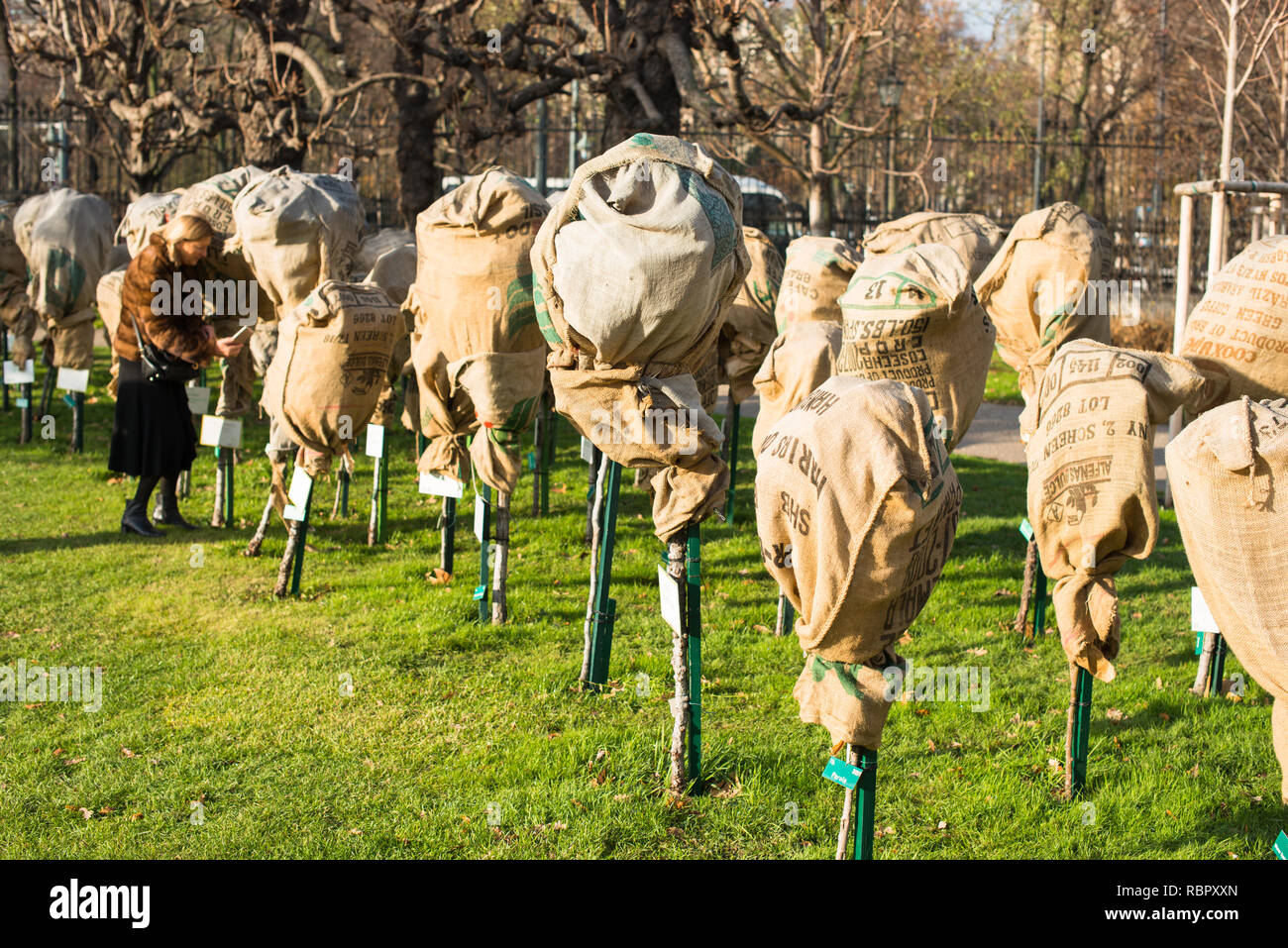Junge Schösslinge bedeckte sie vom Winter Frost im Schnee in der Volksgarten - Wien, Österreich und zu schützen. Stockfoto